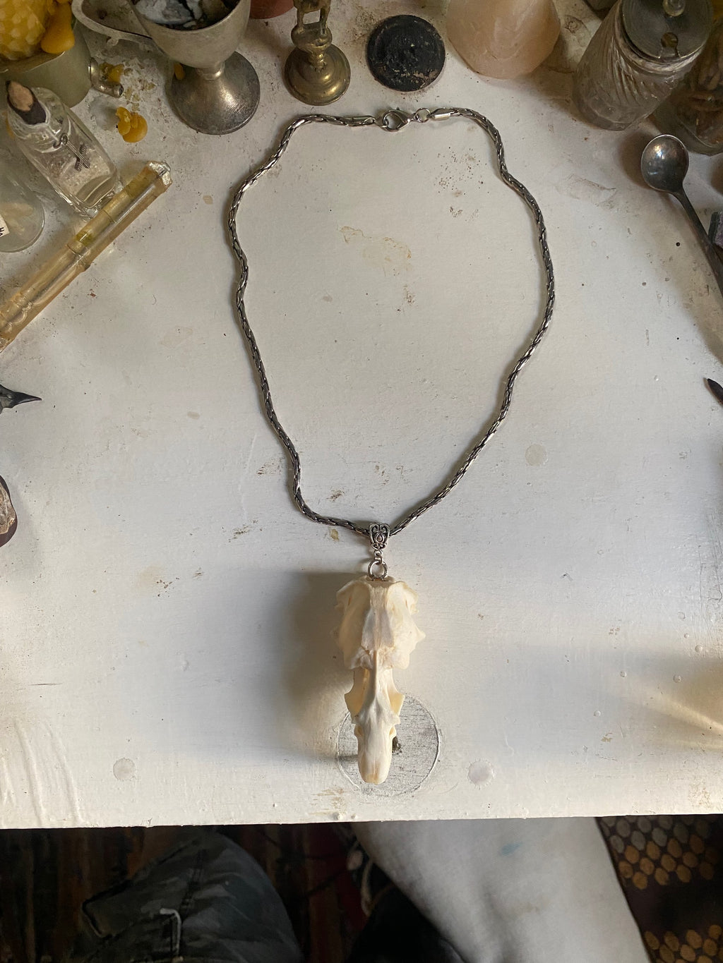Muskrat Skull with Teeth on a Chain image 3