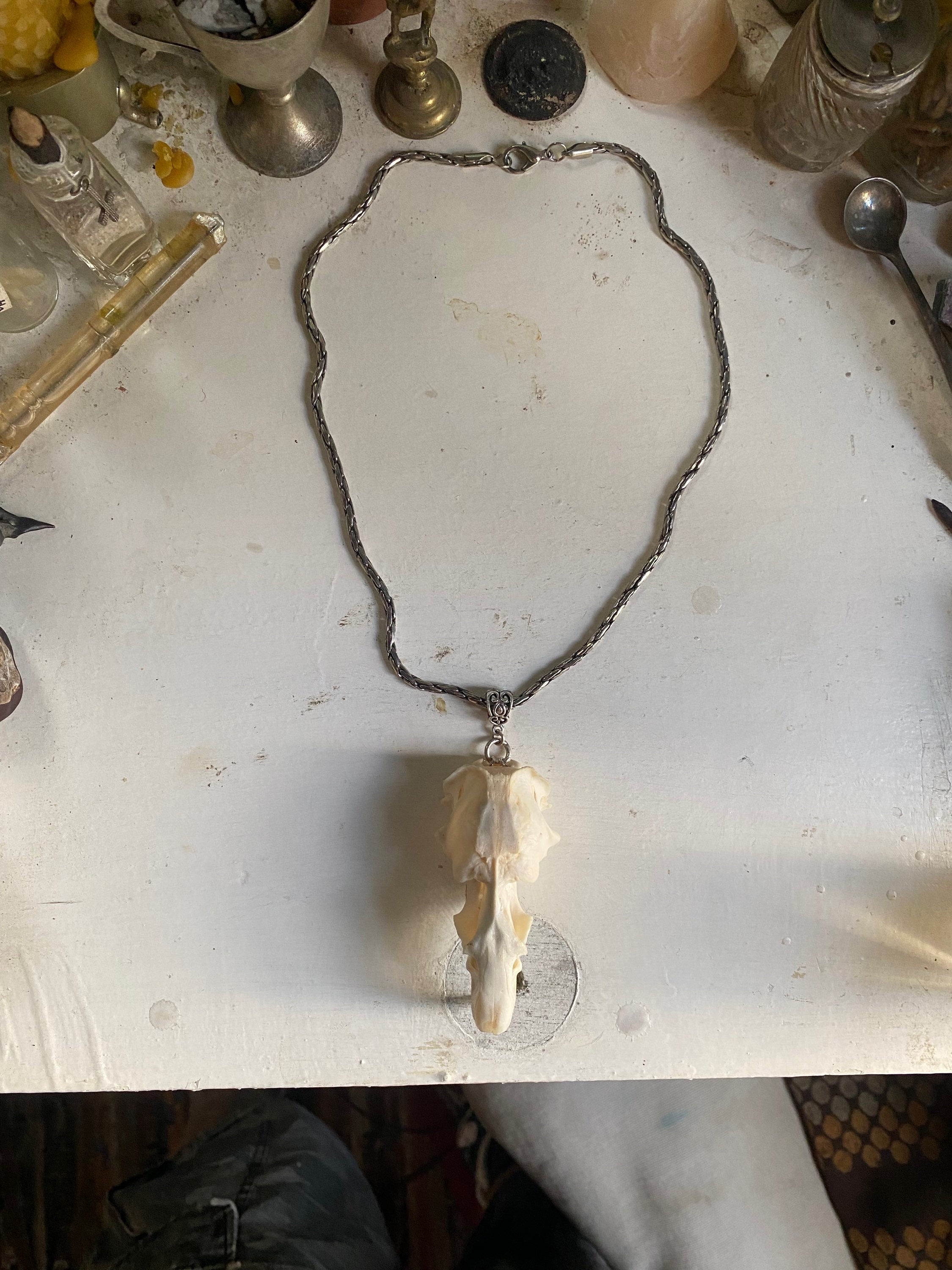Muskrat Skull with Teeth on a Chain image 3