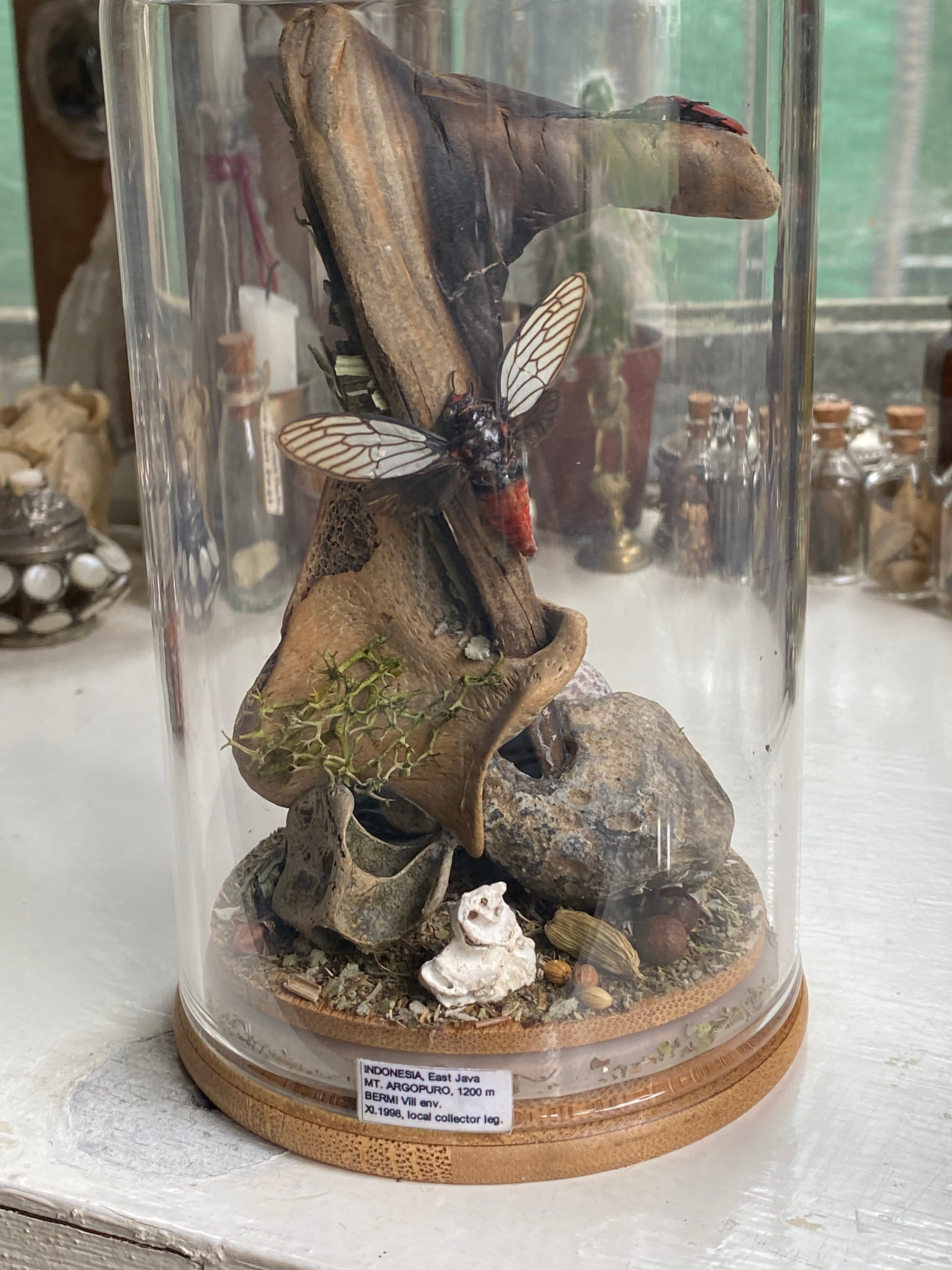Moth, Beetle and Bone Diorama image 3