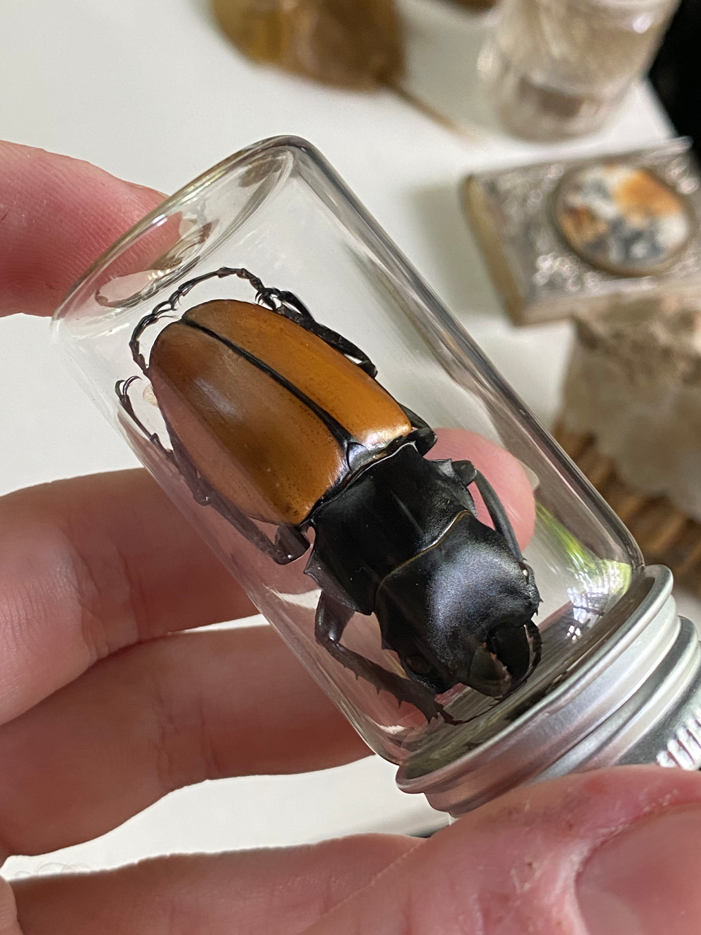 Large Female Stag Beetle Loose in Glass Jar image 3