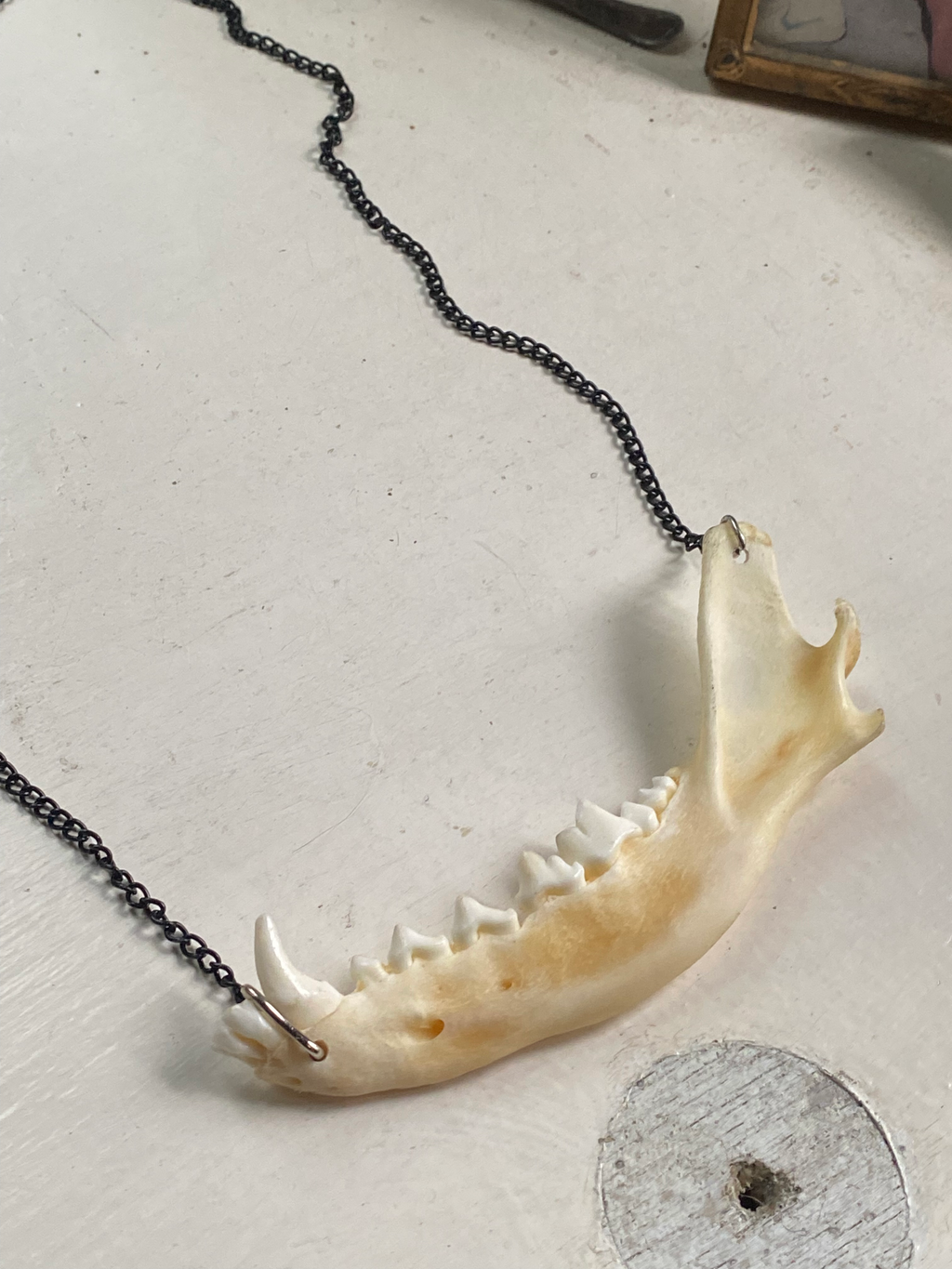 Fox Jaw Bone Necklace image 1
