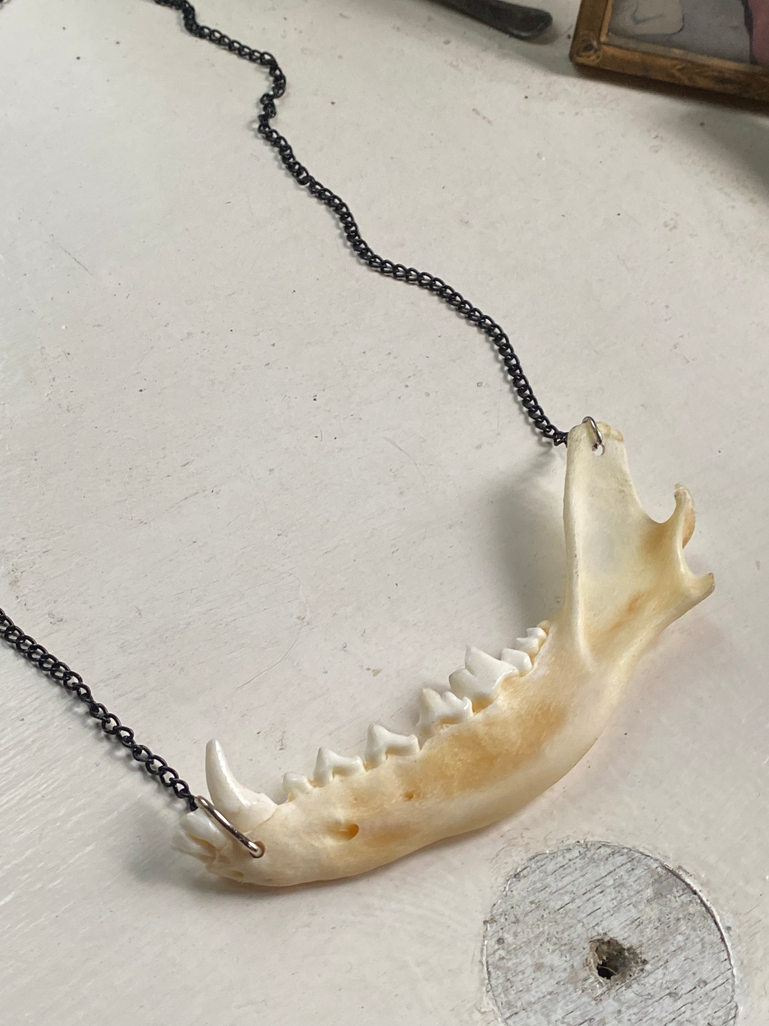 Fox Jaw Bone Necklace image 1
