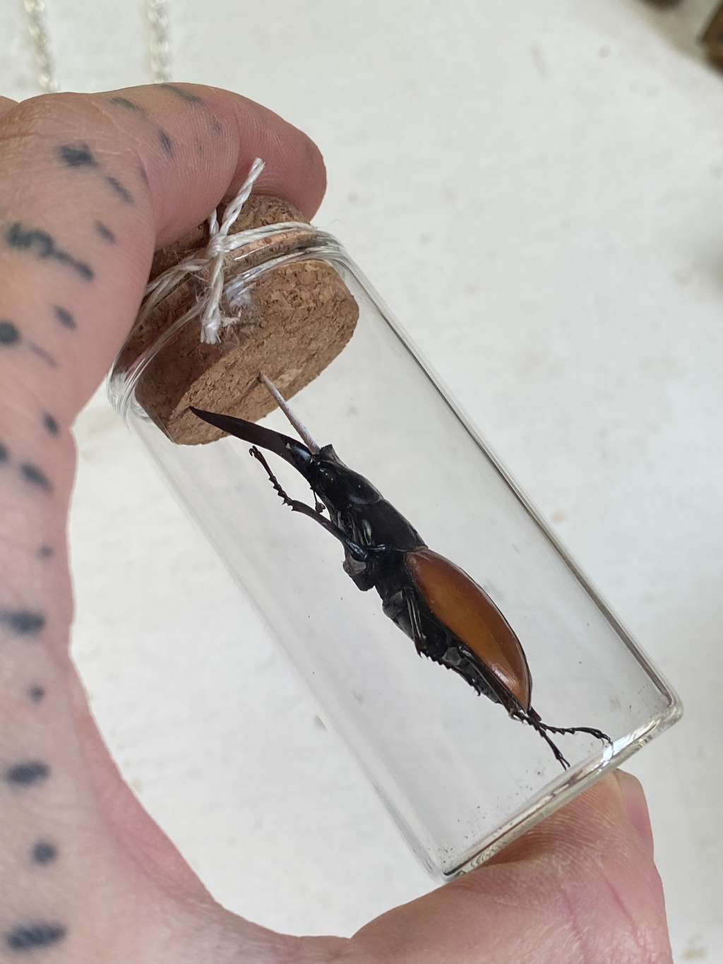 Beetle Taxidermy in Glass Jar Necklace image 6