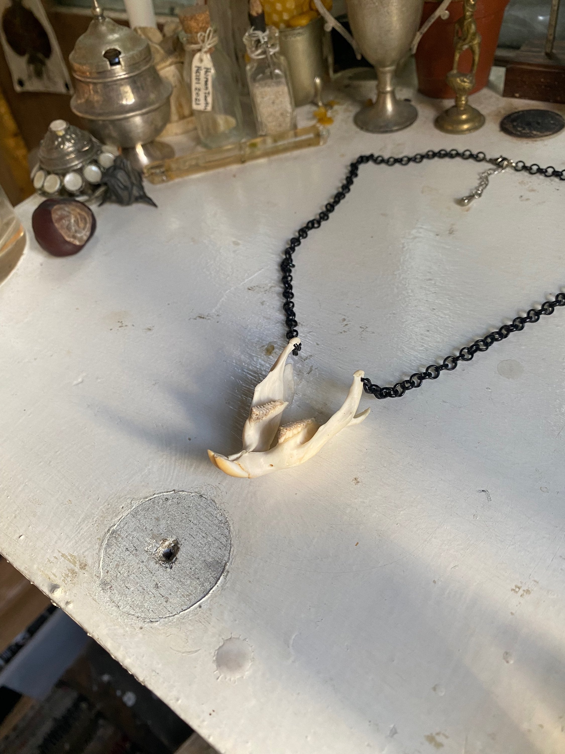 Muskrat Lower Jaw with Teeth Necklace image 2