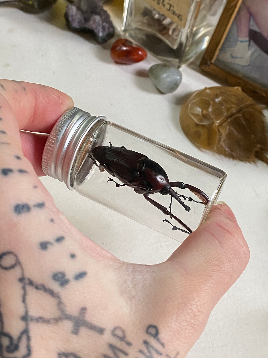 Giant Bamboo Weevil Set in Glass Jar image 0