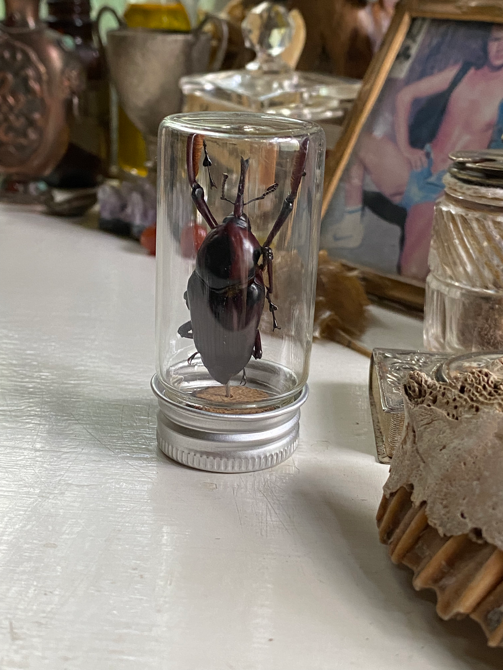Giant Bamboo Weevil Set in Glass Jar image 4