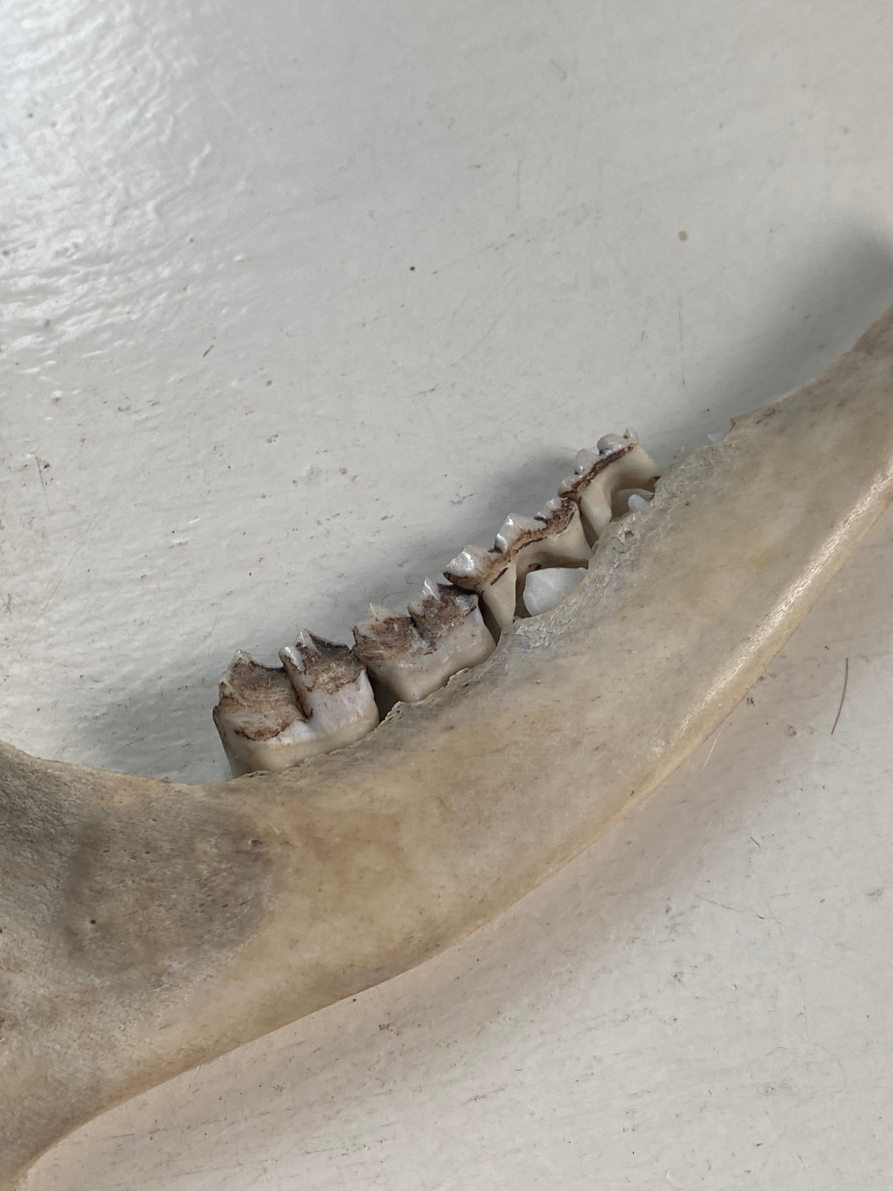 Rare Deer Jaw with Milk Teeth image 2