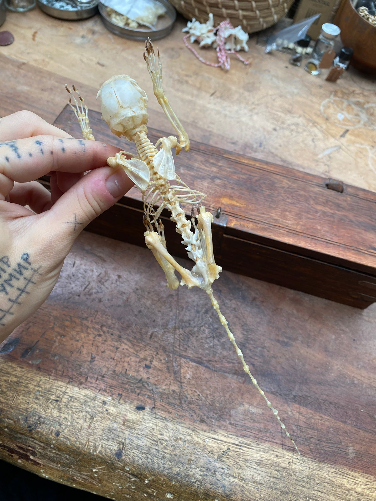 Articulated Squirrel Skeleton in Wooden Box