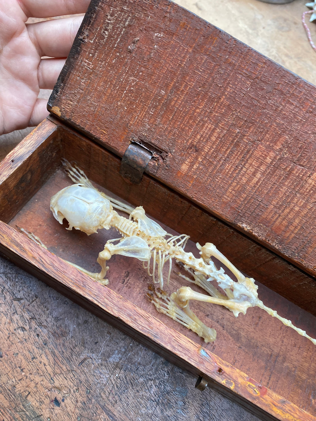 Articulated Squirrel Skeleton in Wooden Box