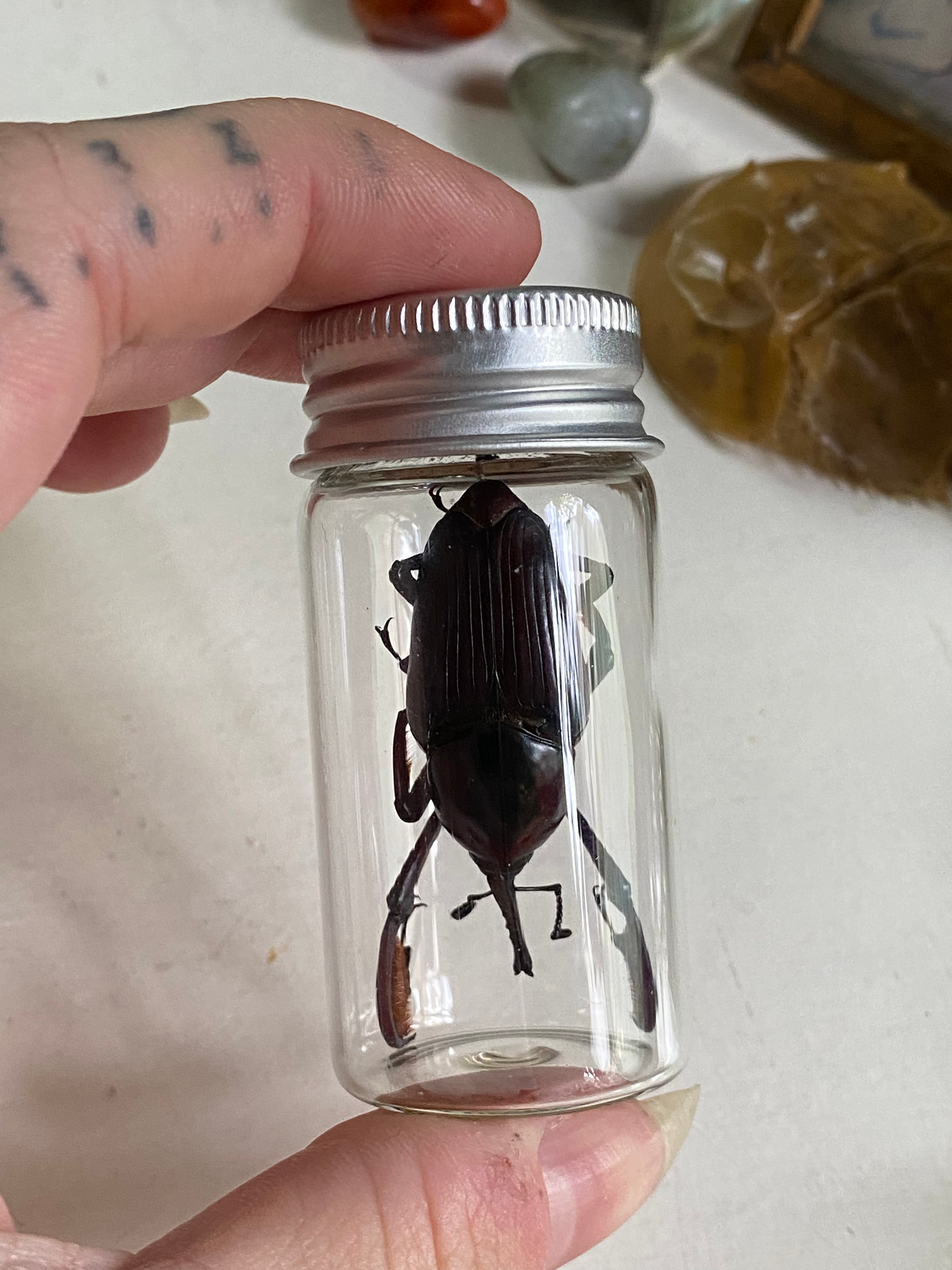 Giant Bamboo Weevil Set in Glass Jar image 2