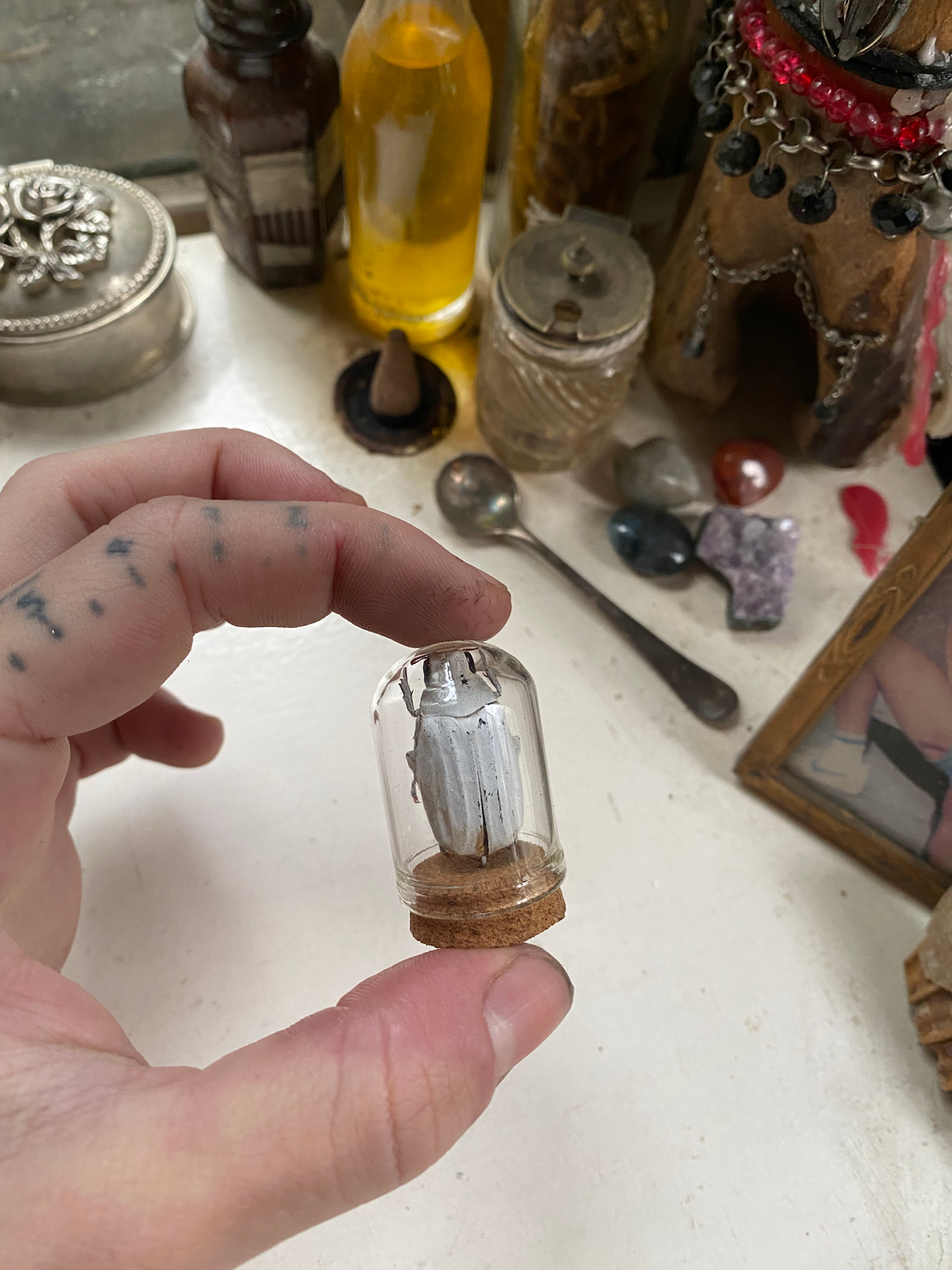 White Beetle in Small Glass Dome image 3