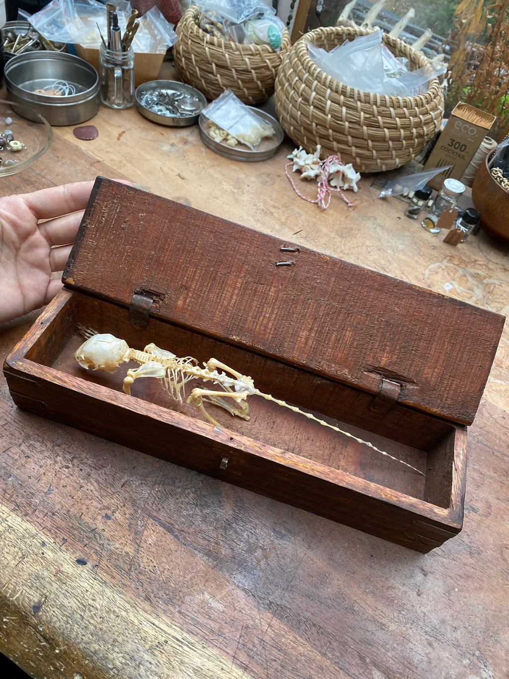Articulated Squirrel Skeleton in Wooden Box