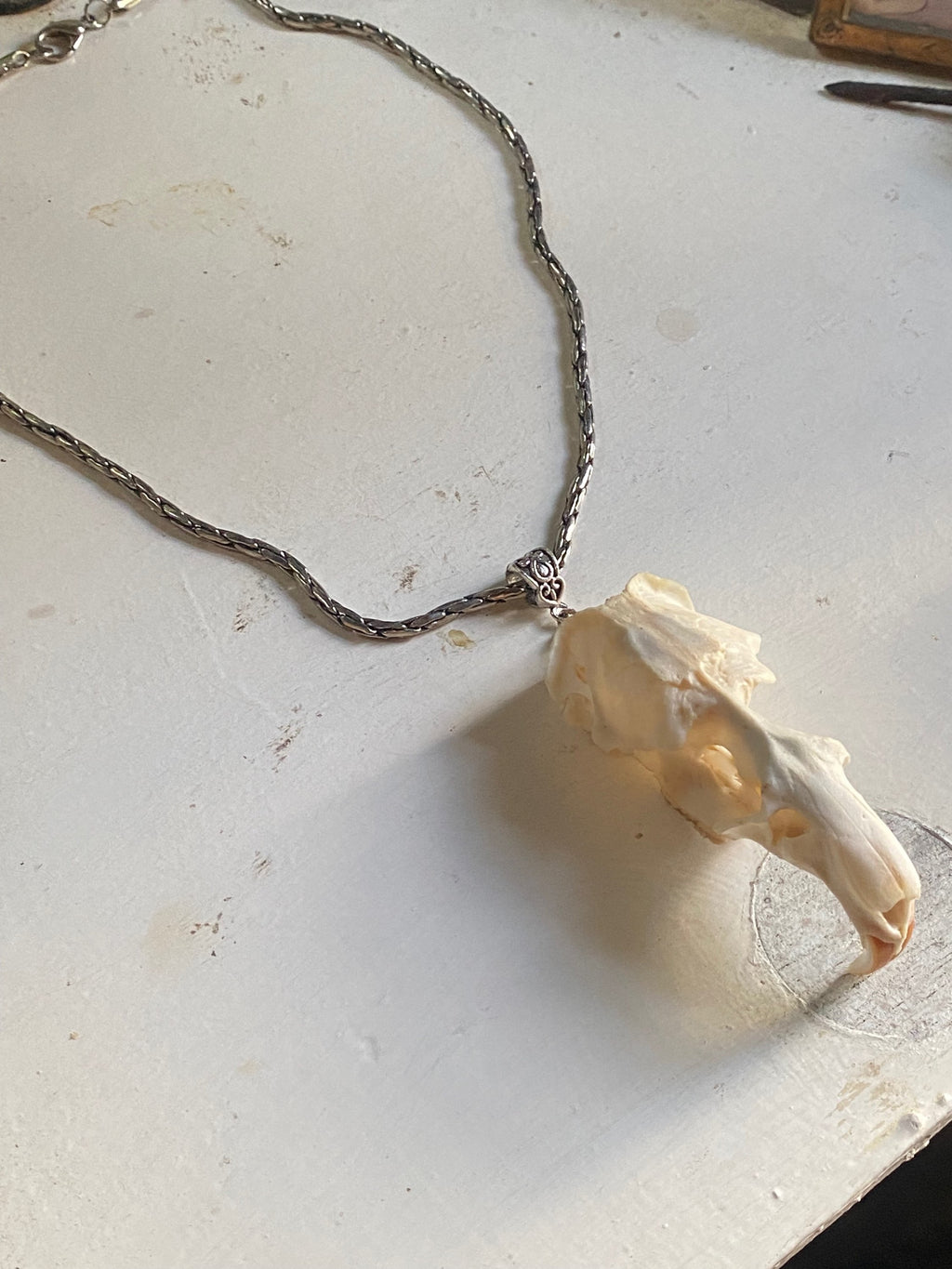 Muskrat Skull with Teeth on a Chain image 0