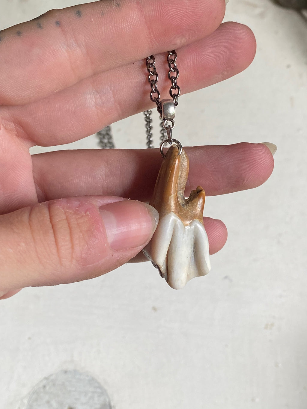Large Fossilised Tooth from Thames on a Chain image 2
