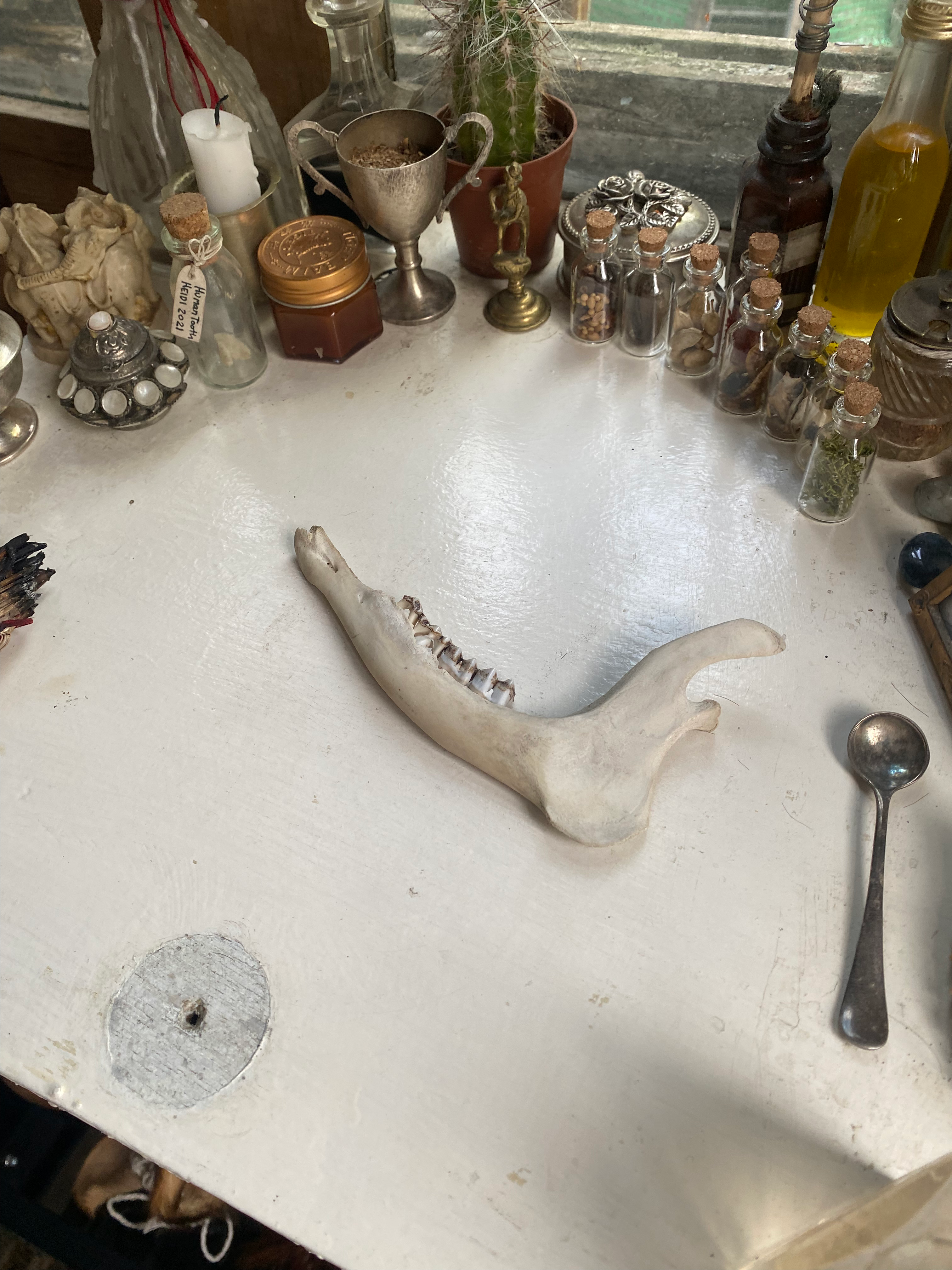 Rare Deer Jaw with Milk Teeth image 3