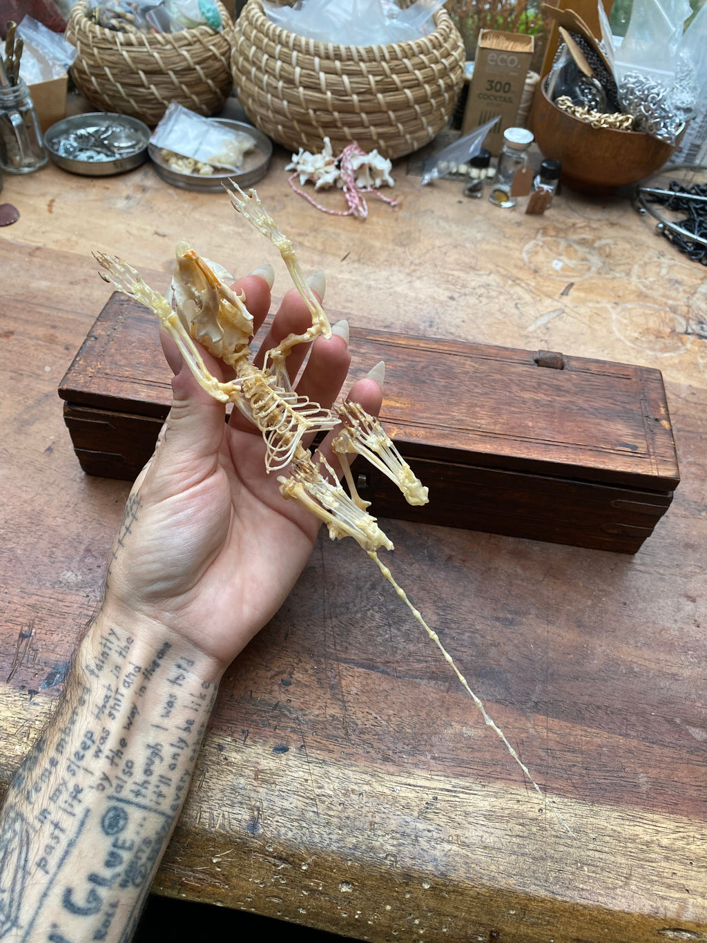 Articulated Squirrel Skeleton in Wooden Box