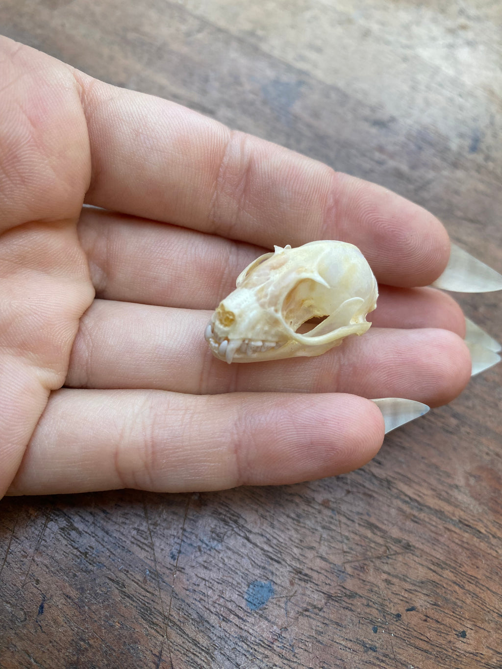 Complete Bat Skull