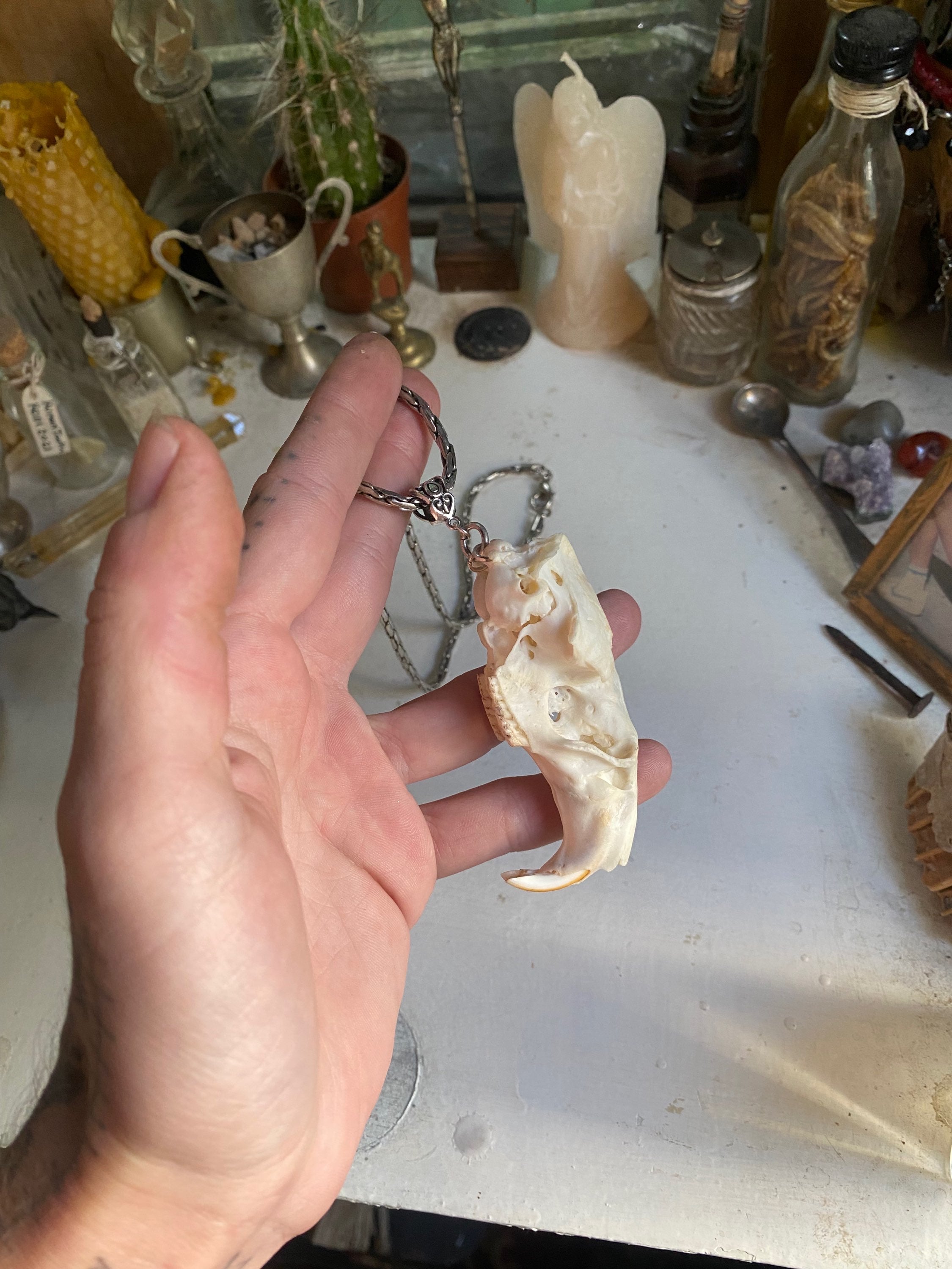Muskrat Skull with Teeth on a Chain image 7