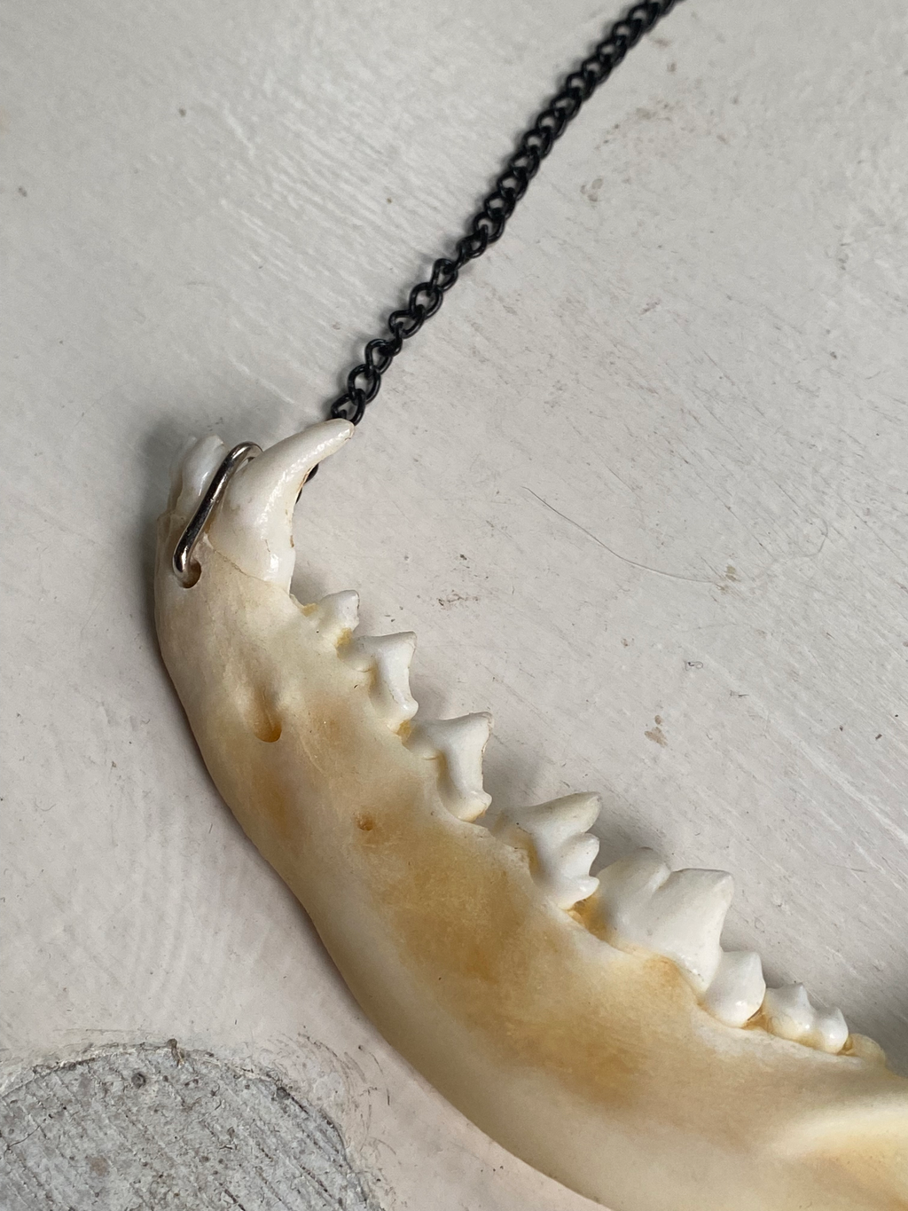 Fox Jaw Bone Necklace image 3