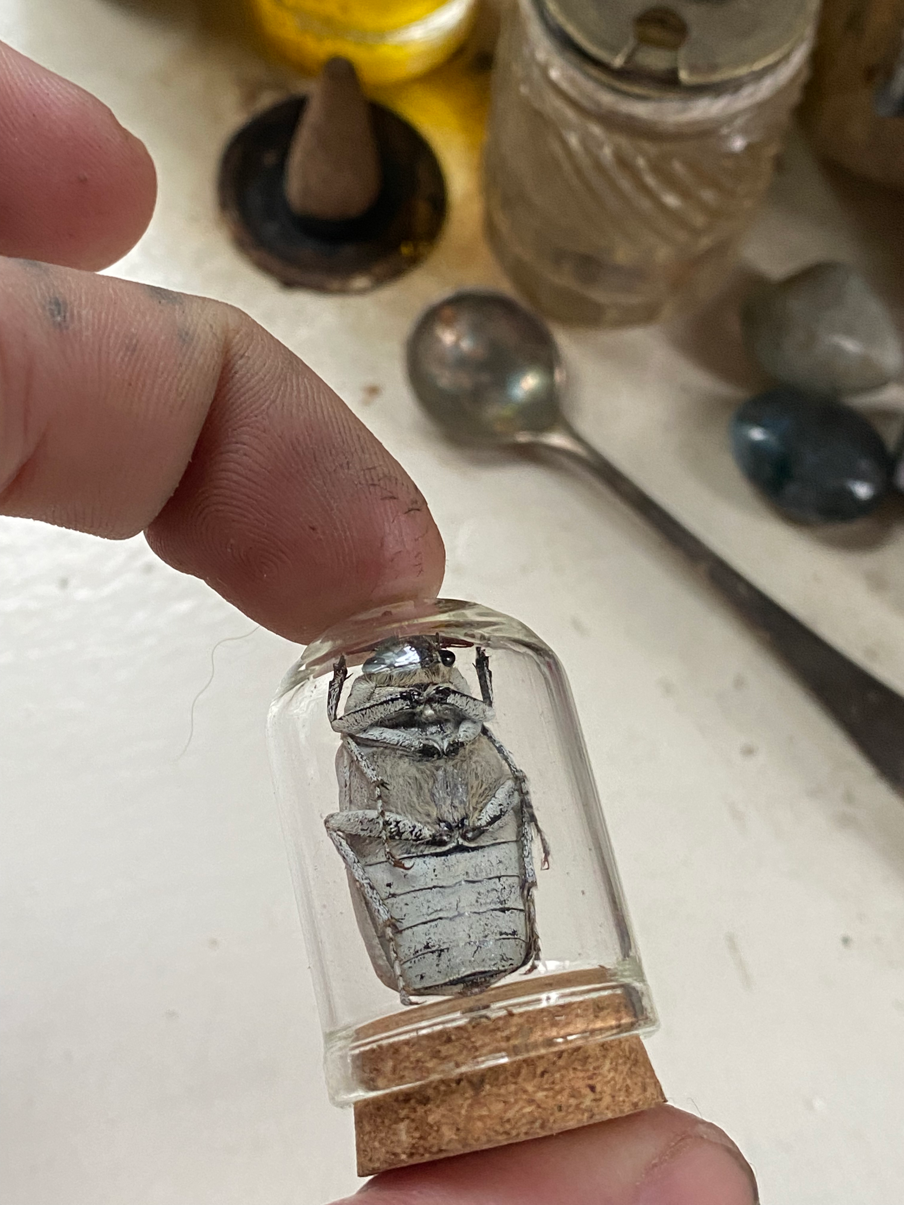 White Beetle in Small Glass Dome image 2