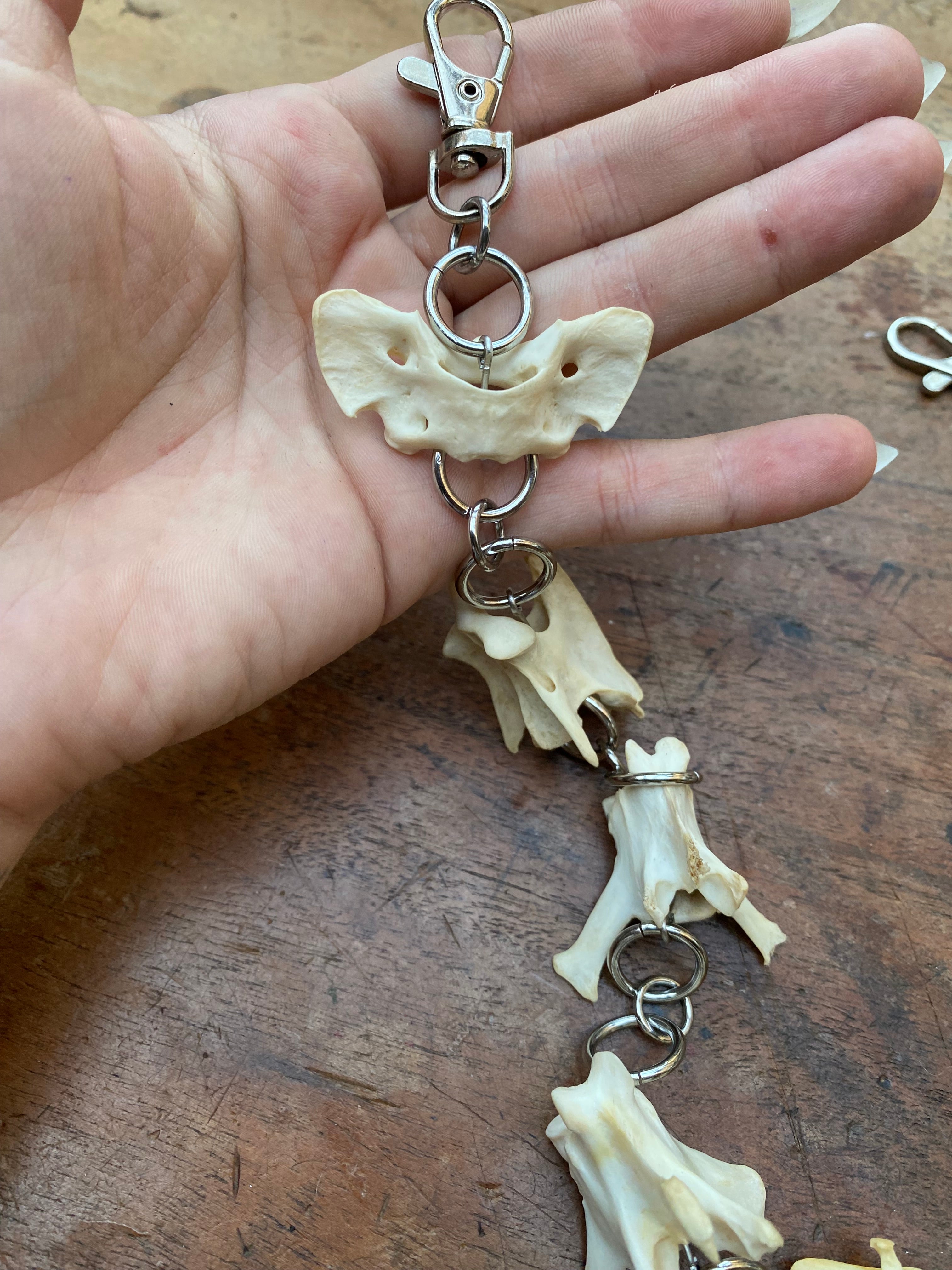 Fox Vertebrae Belt Chain or Necklace