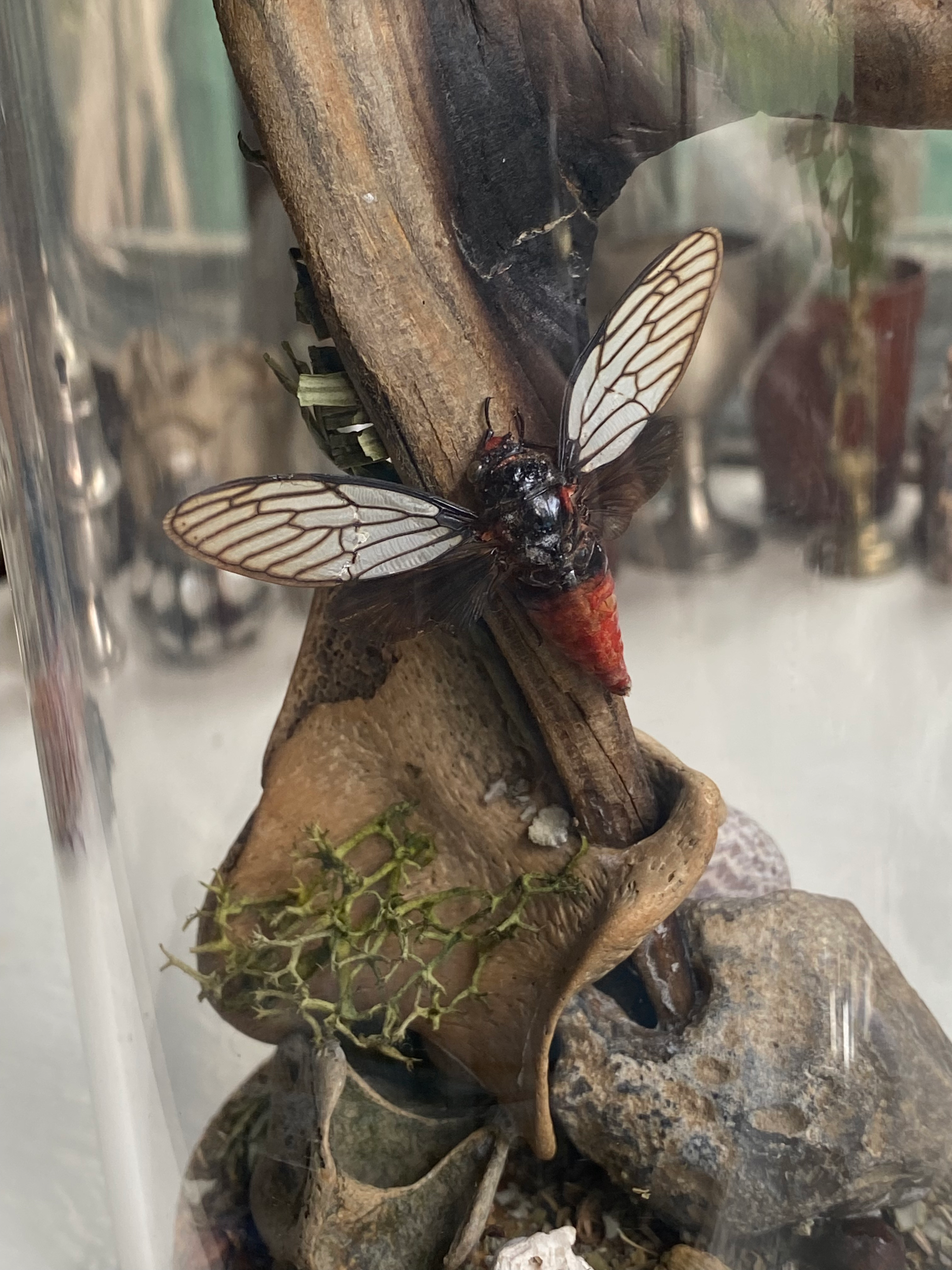 Moth, Beetle and Bone Diorama image 1