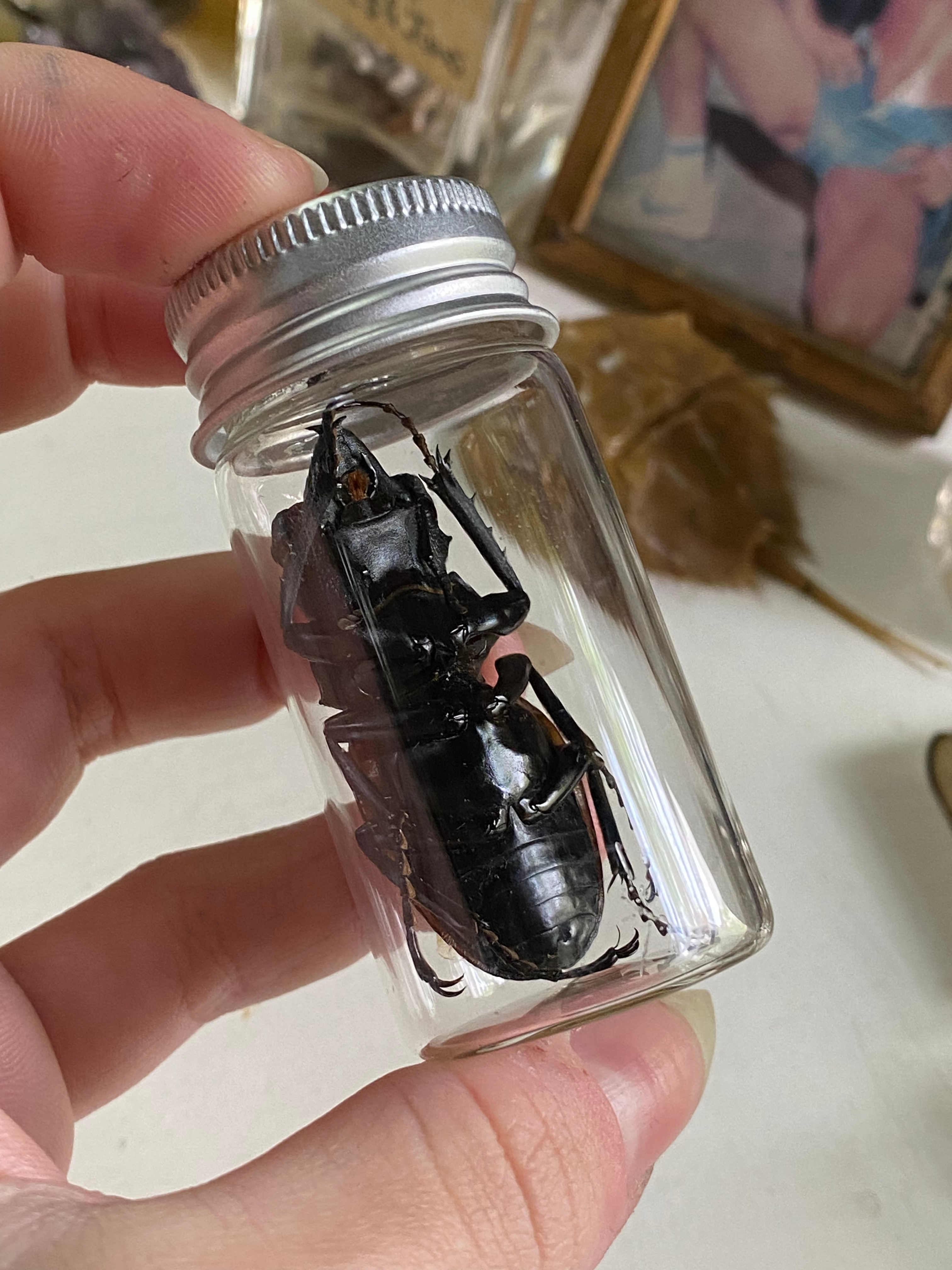 Large Female Stag Beetle Loose in Glass Jar image 1