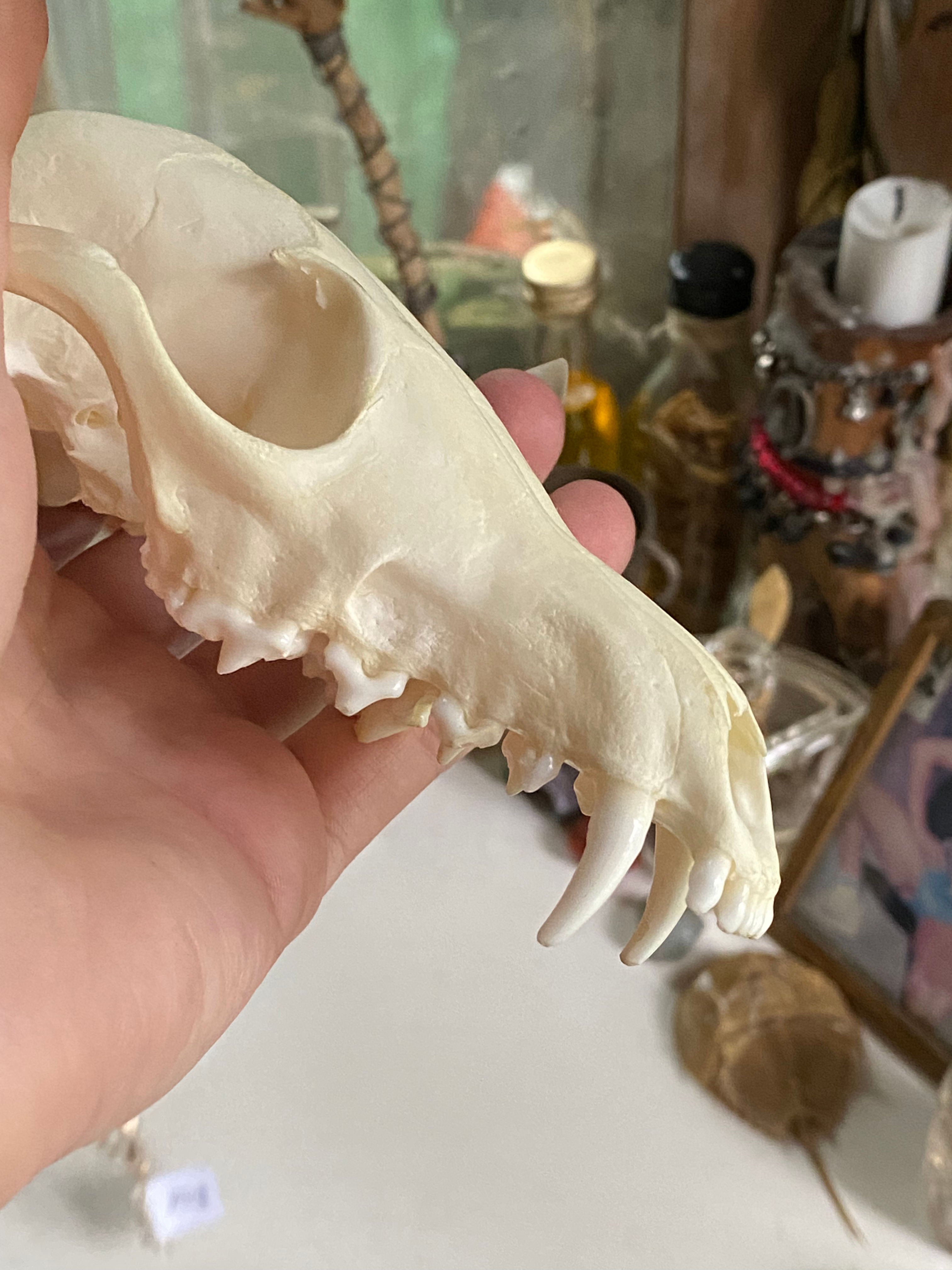 Large Fox Skull on Bronze Colour Chain image 1