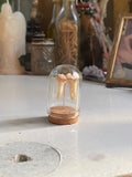 Deer Tooth in Small Glass Dome image 0