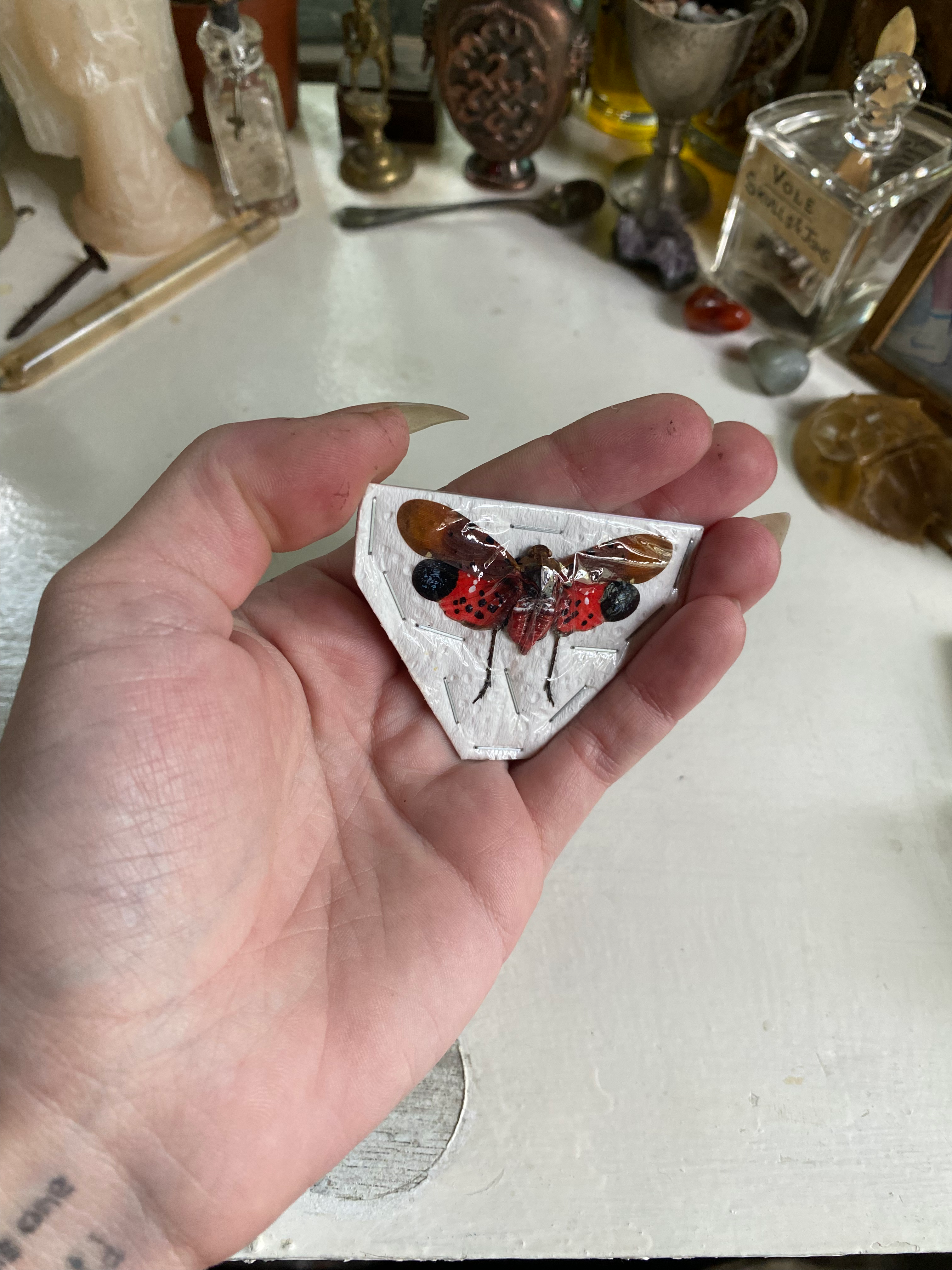 Spotted Lanternfly Dried Specimen image 2