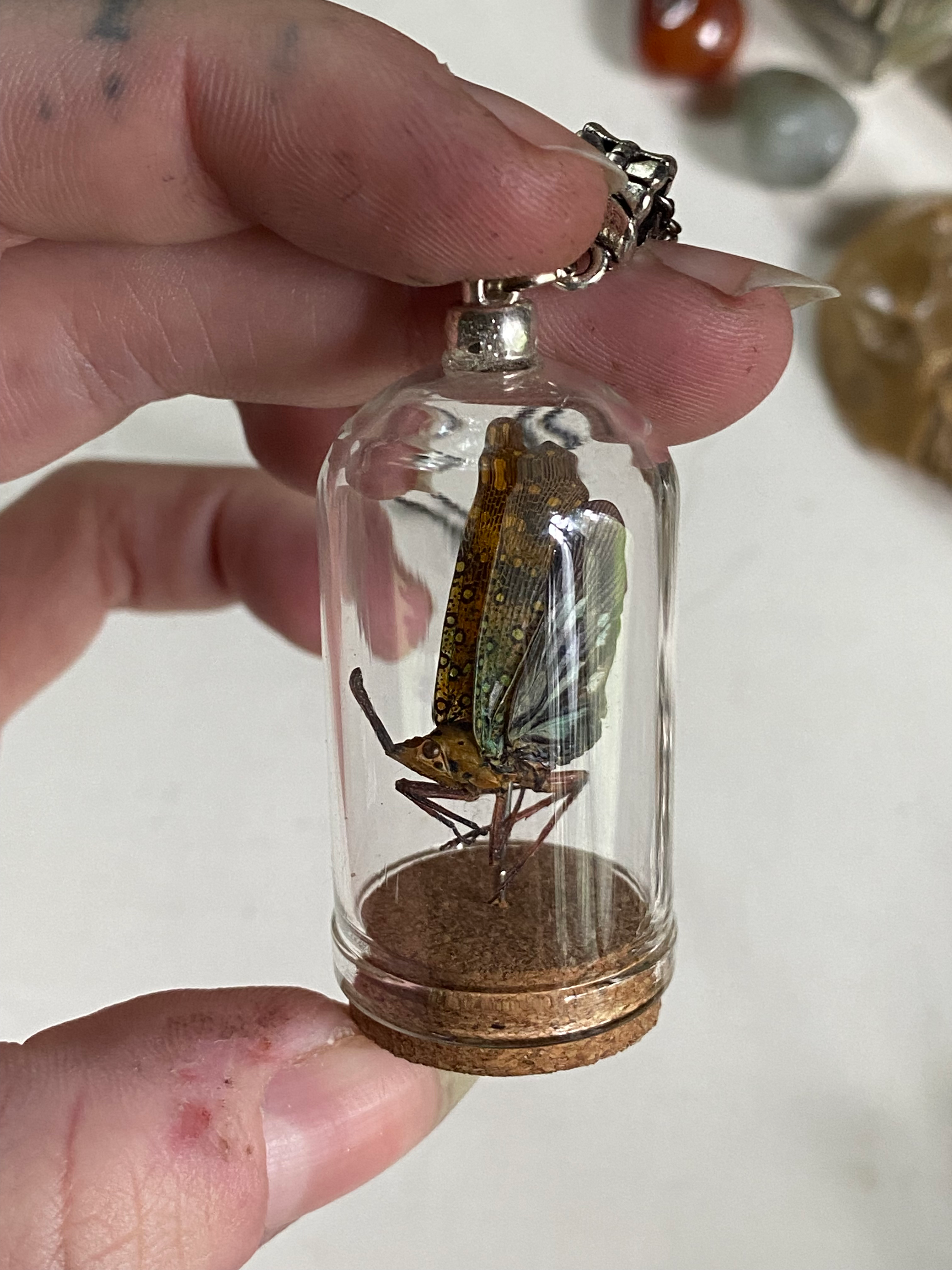 Long Nose Lantern Fly in Glass Dome Necklace image 2