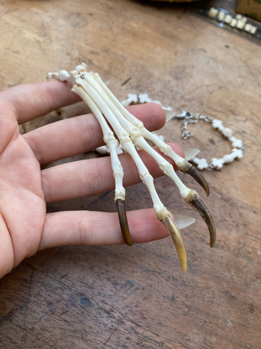 Fox Paw Bones and Squirrel Femurs Necklace