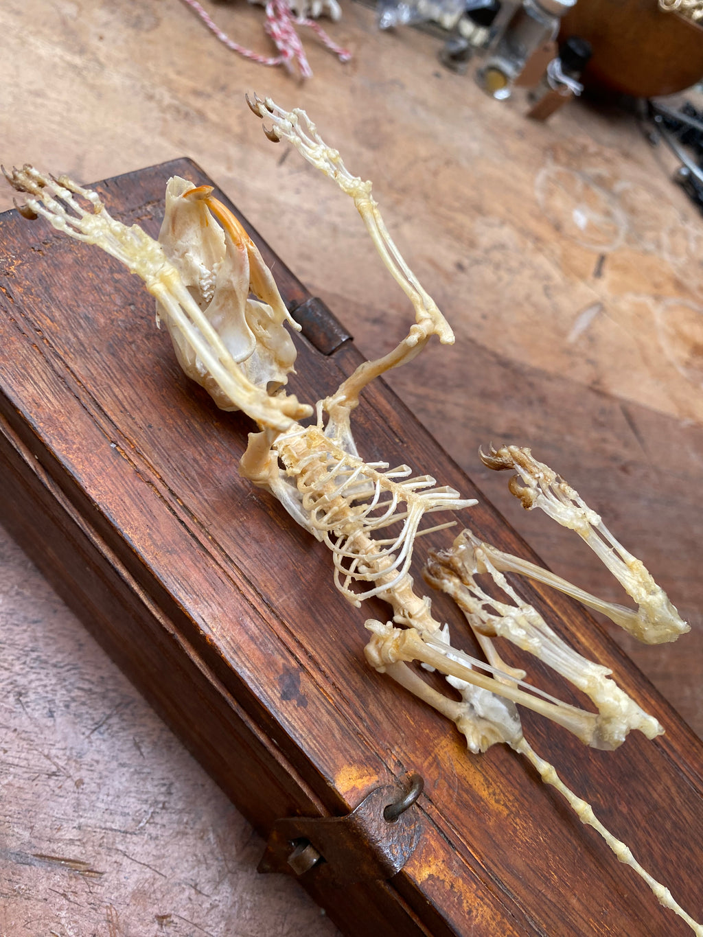 Articulated Squirrel Skeleton in Wooden Box