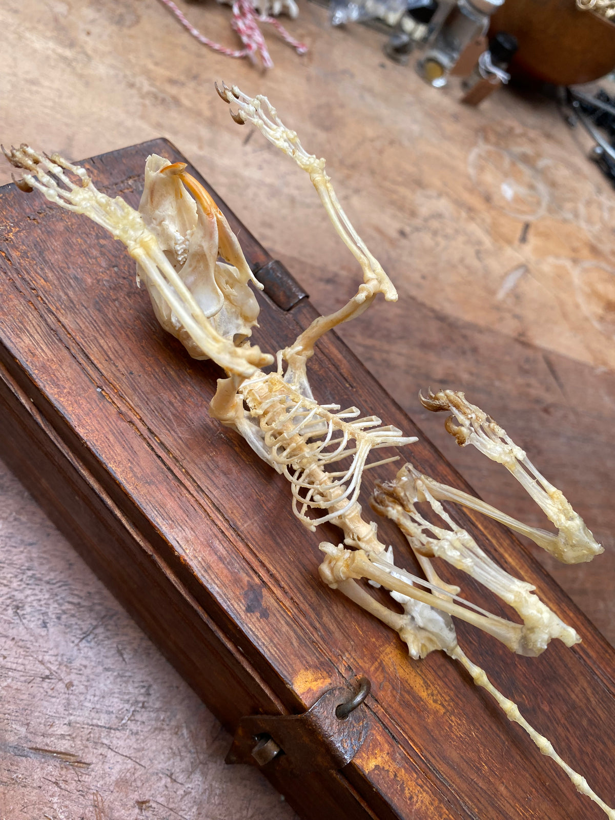 Articulated Squirrel Skeleton in Wooden Box