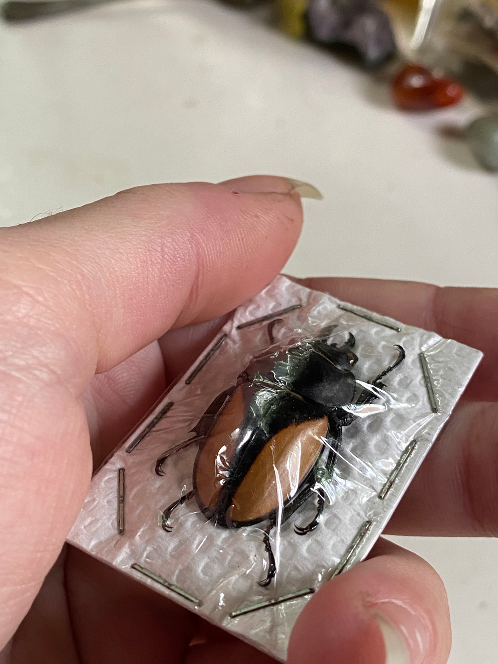 Small Female Stag Beetle Dried Specimen image 1