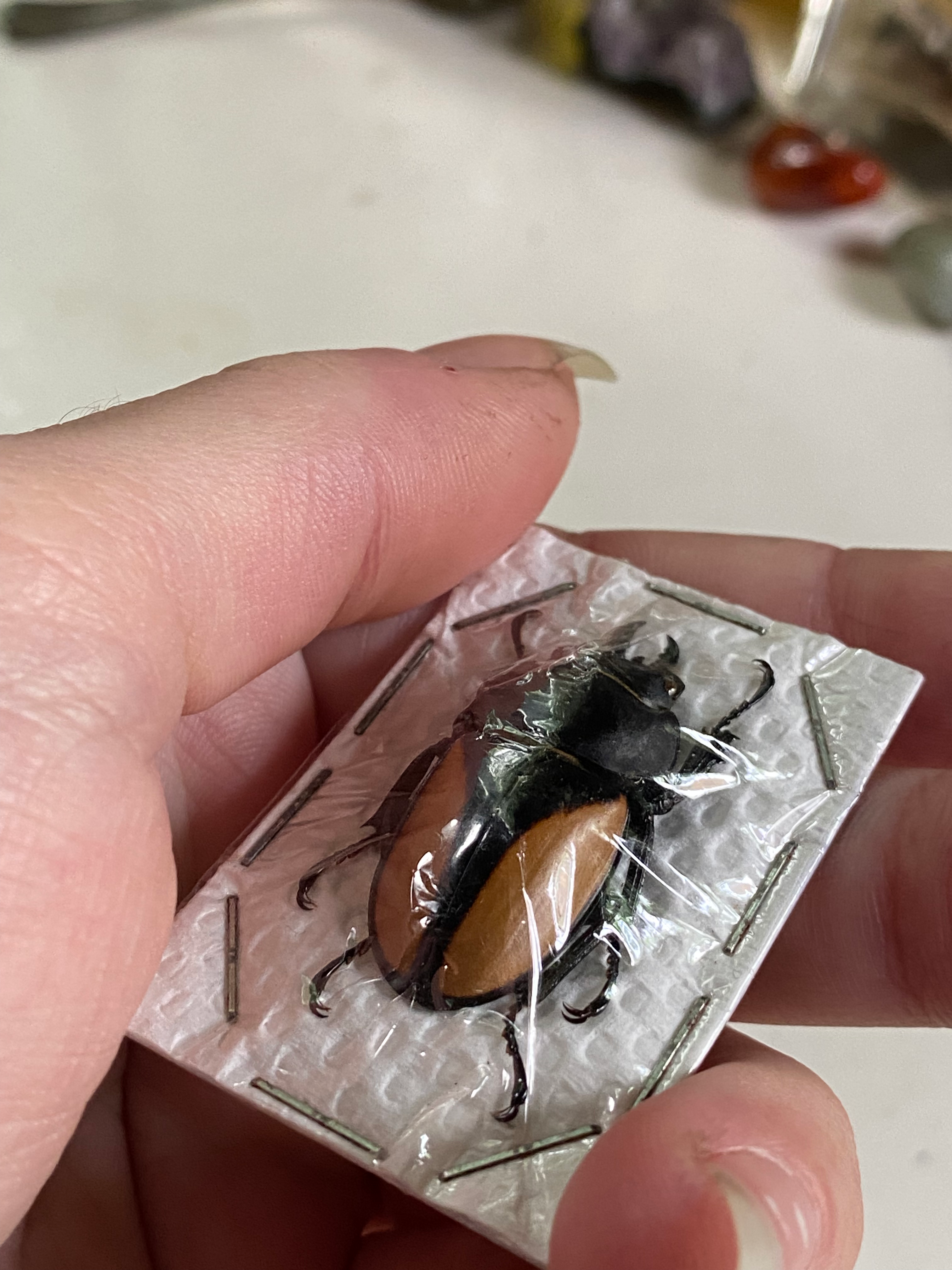 Small Female Stag Beetle Dried Specimen image 1
