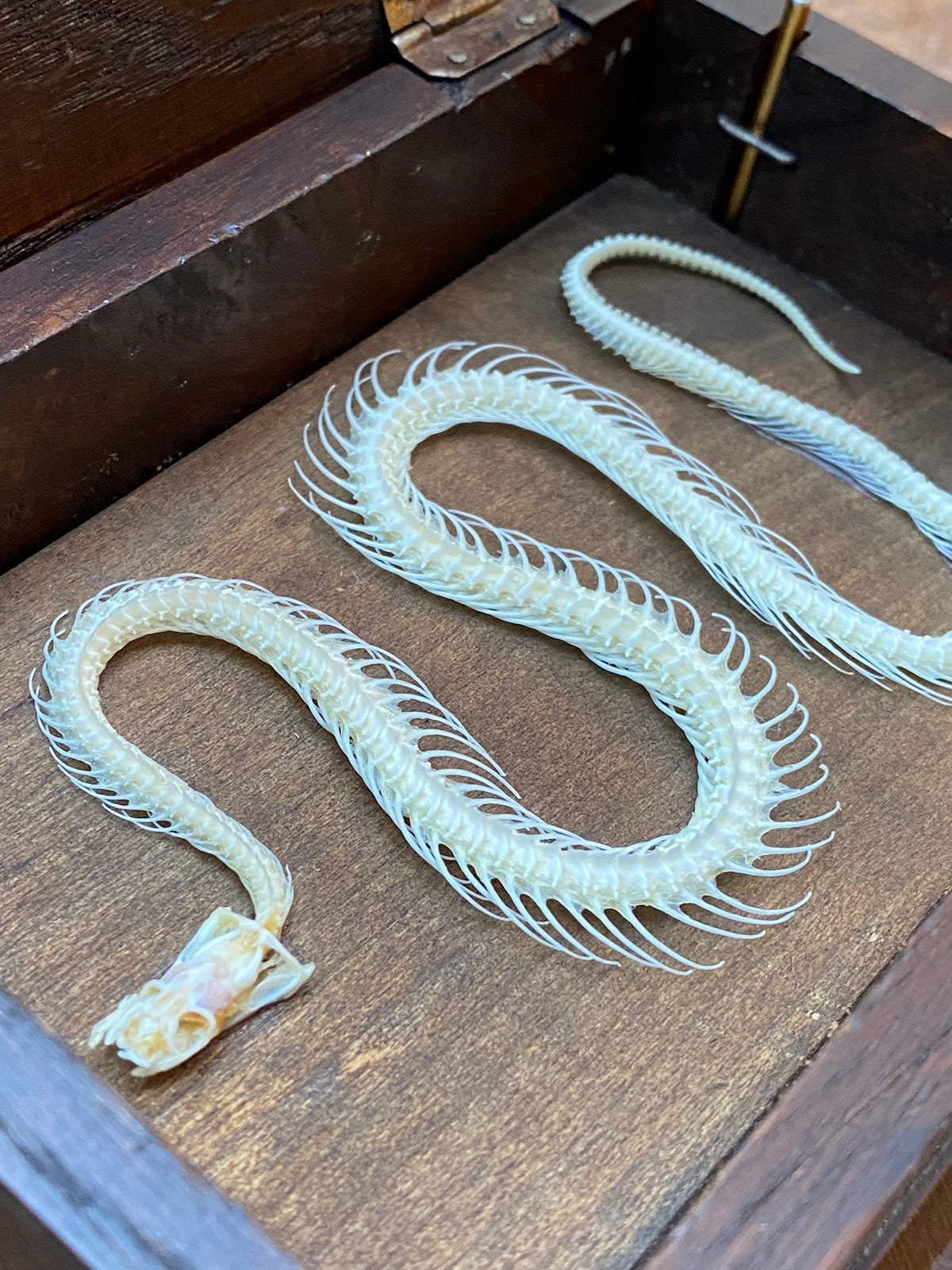 Wooden Musical Box with Snake Skeleton