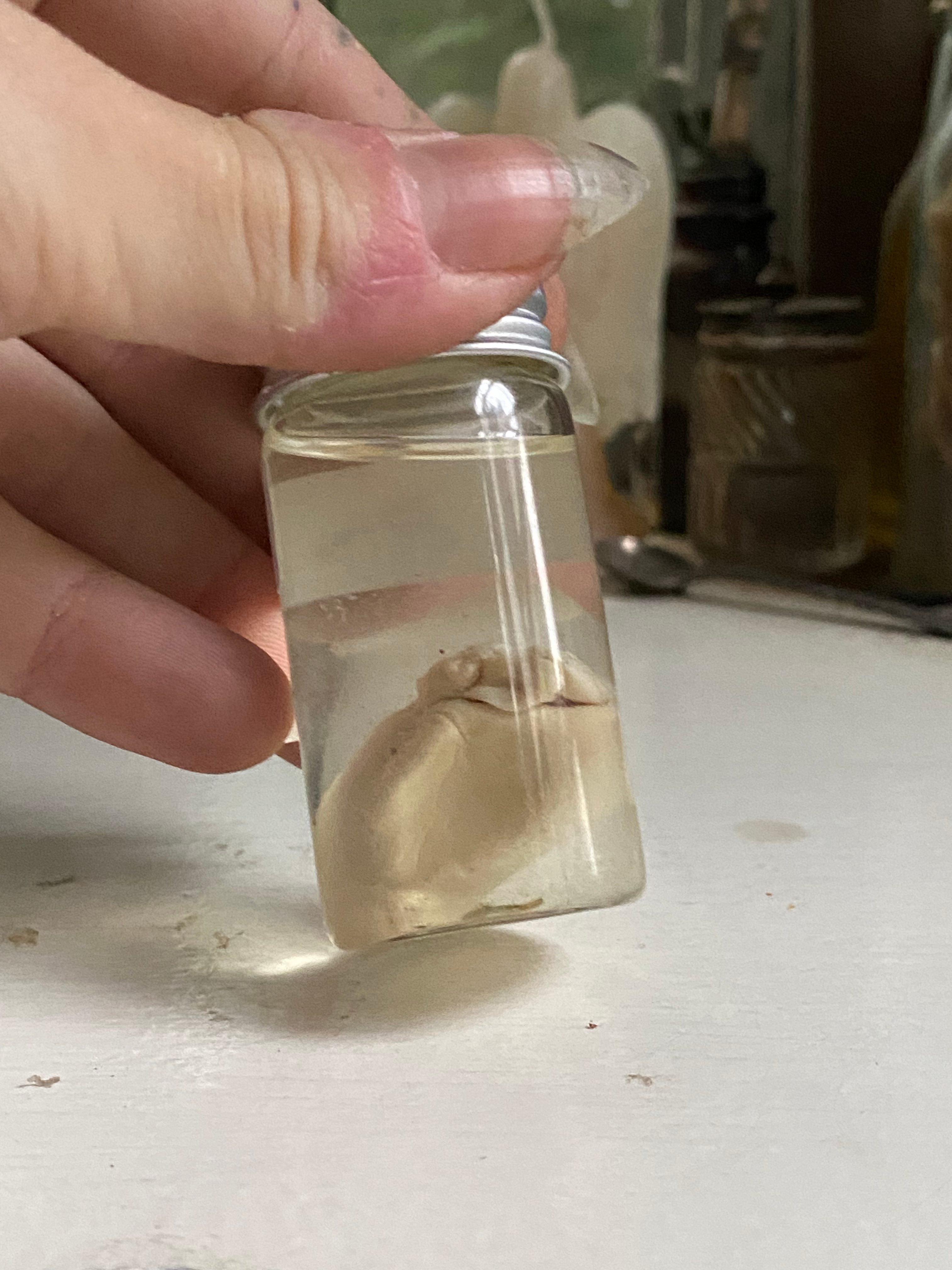 Rabbit Heart in a Small Jar image 2