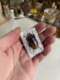Small Female Stag Beetle Dried Specimen image 0
