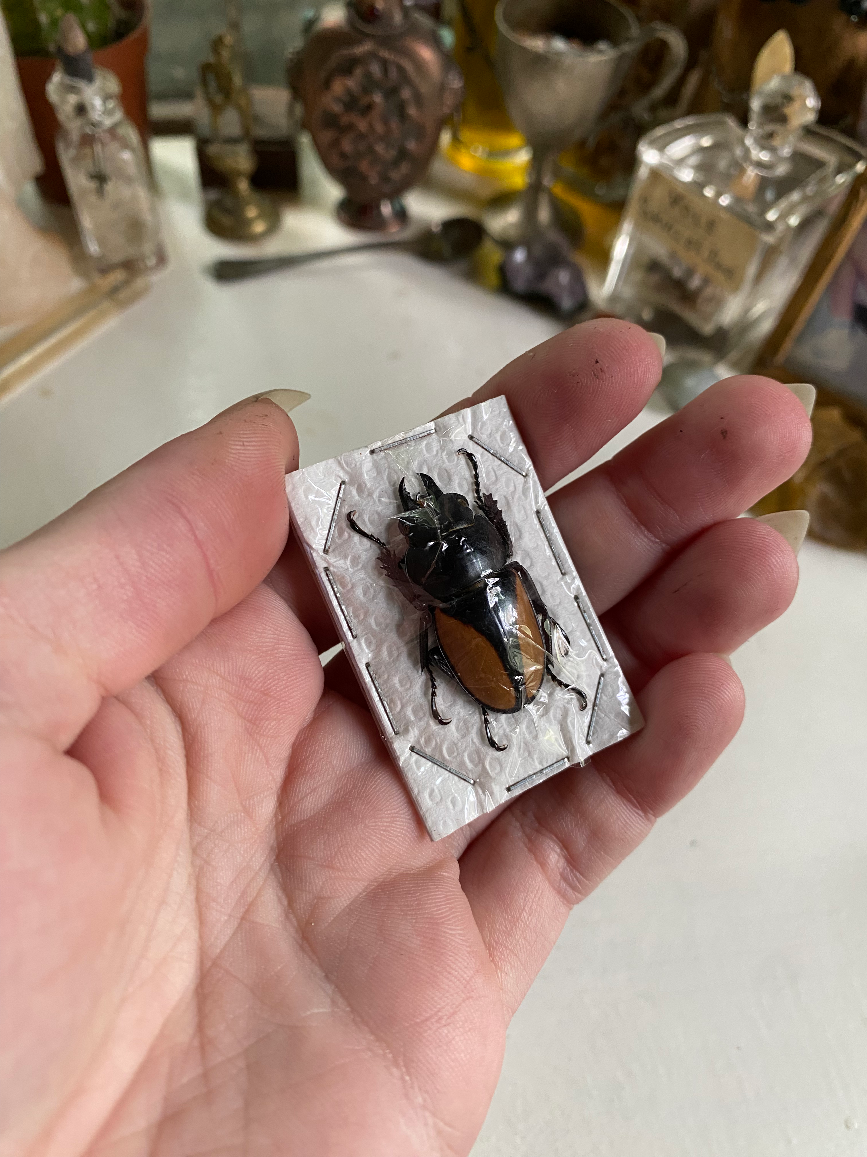 Small Female Stag Beetle Dried Specimen image 0