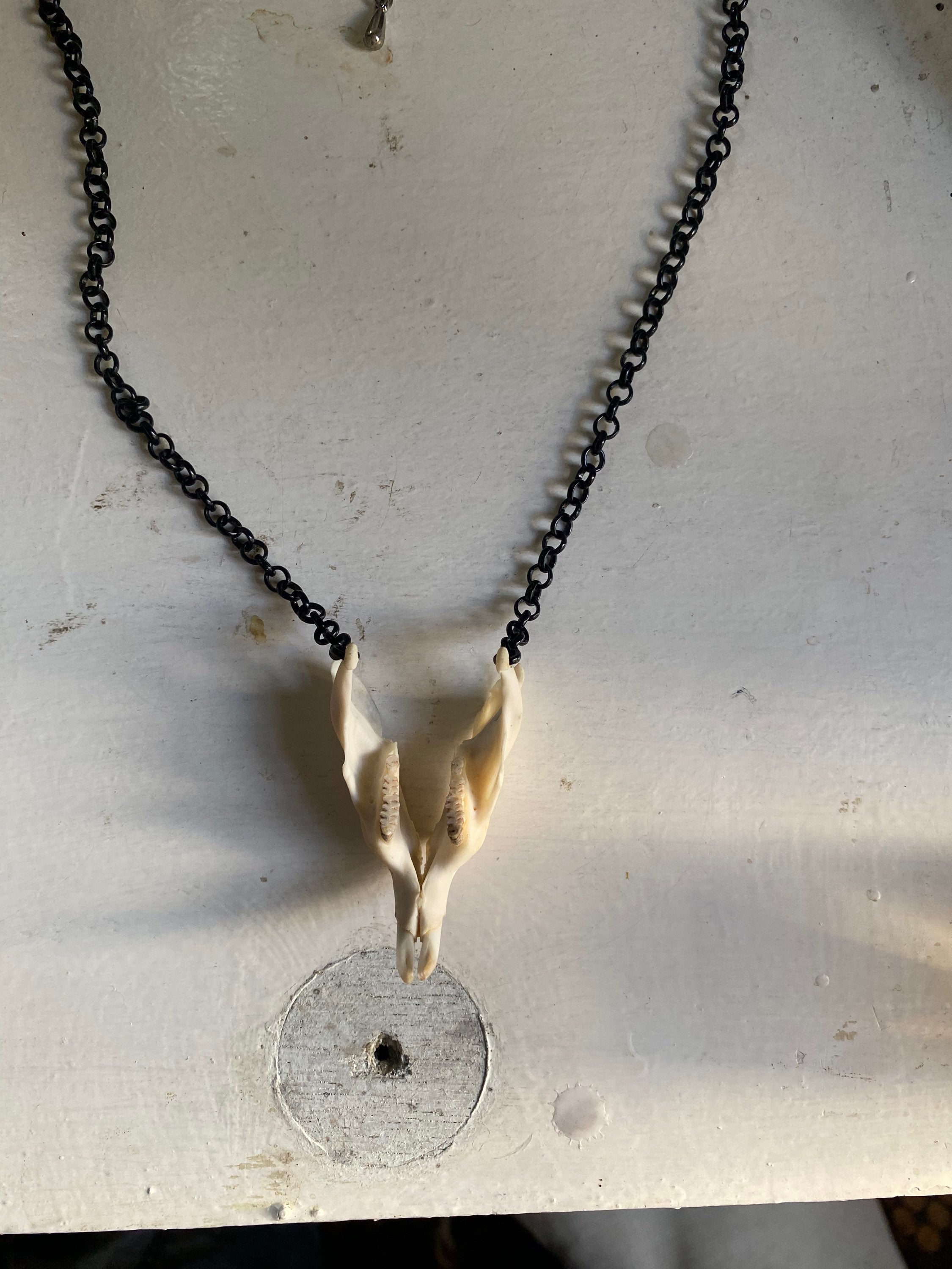 Muskrat Lower Jaw with Teeth Necklace image 1