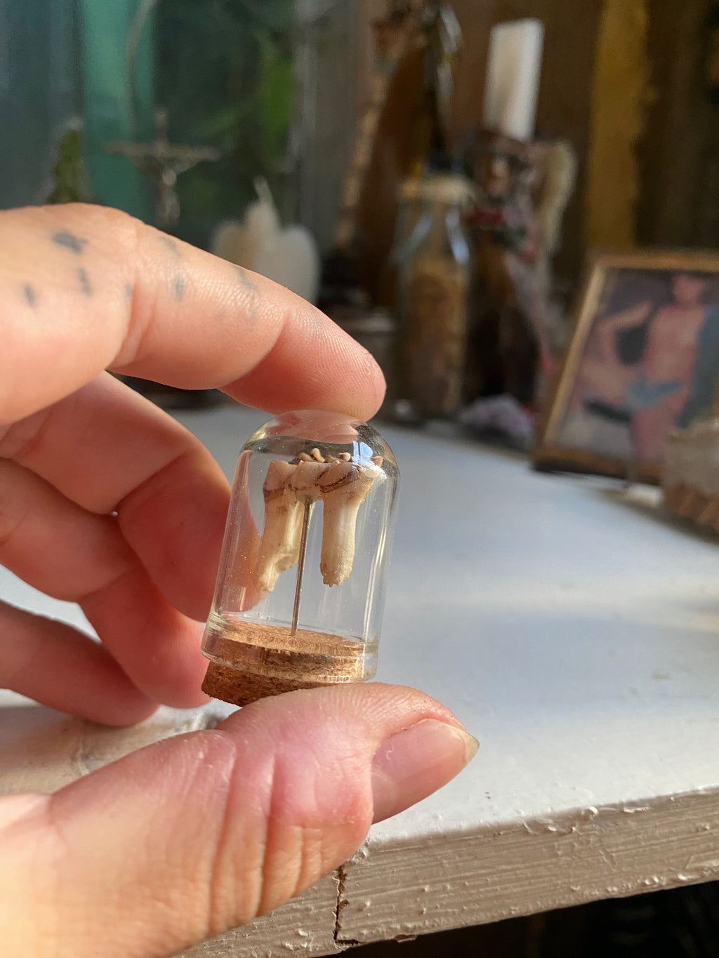 Deer Tooth in Small Glass Dome image 3