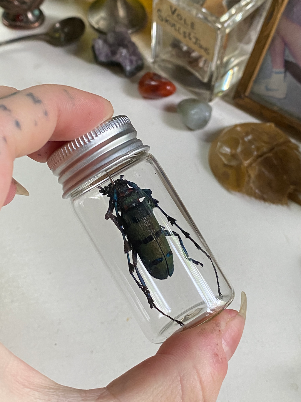 Thysia Longhorn Beetle Set in Glass Jar image 0