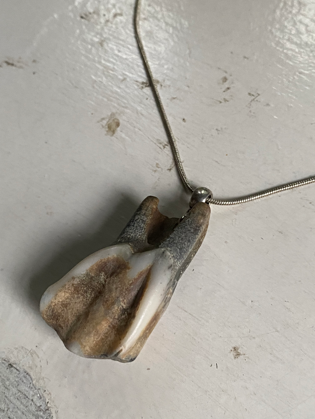 Tooth from Thames on a Chain image 2
