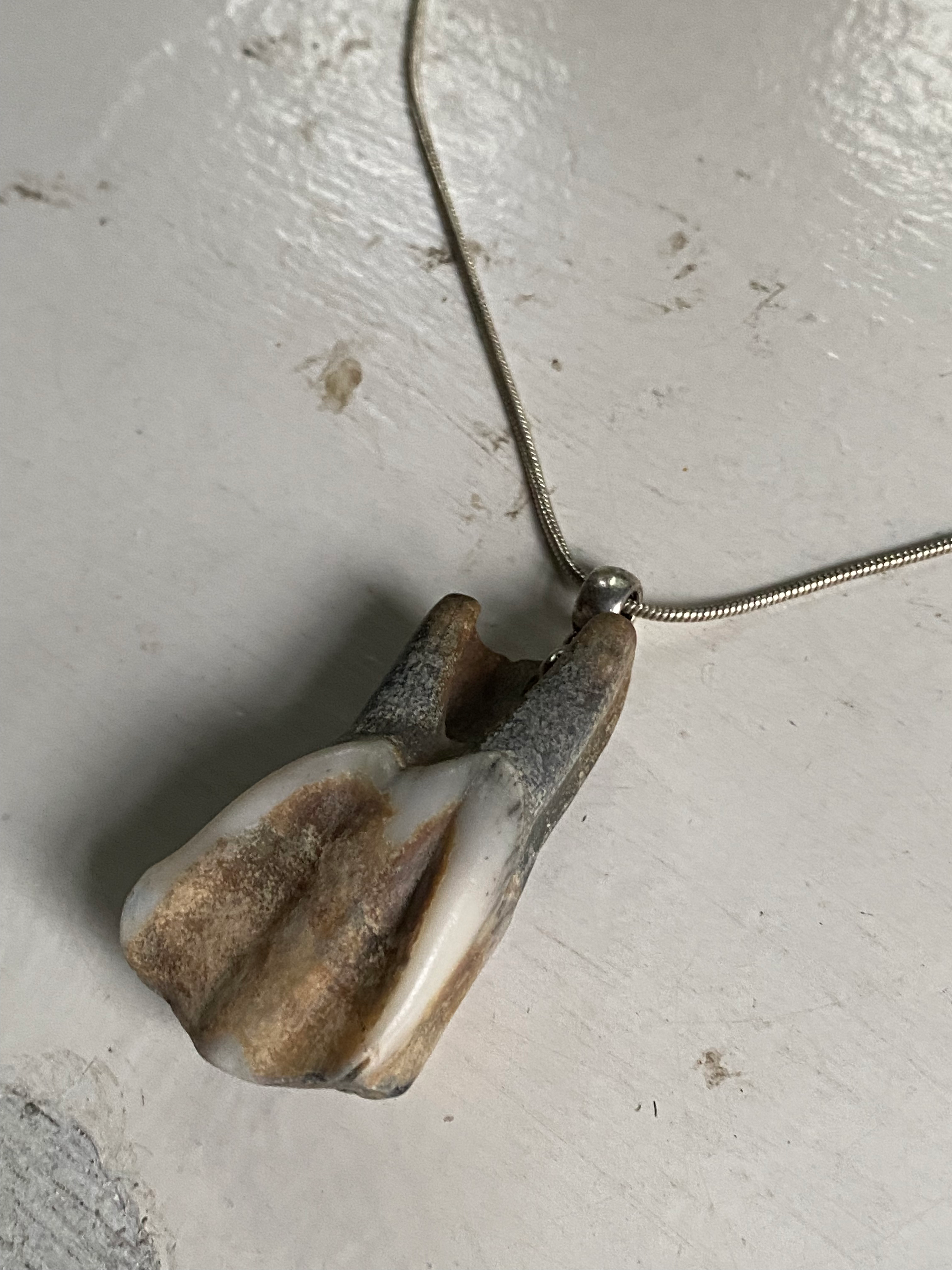 Tooth from Thames on a Chain image 2