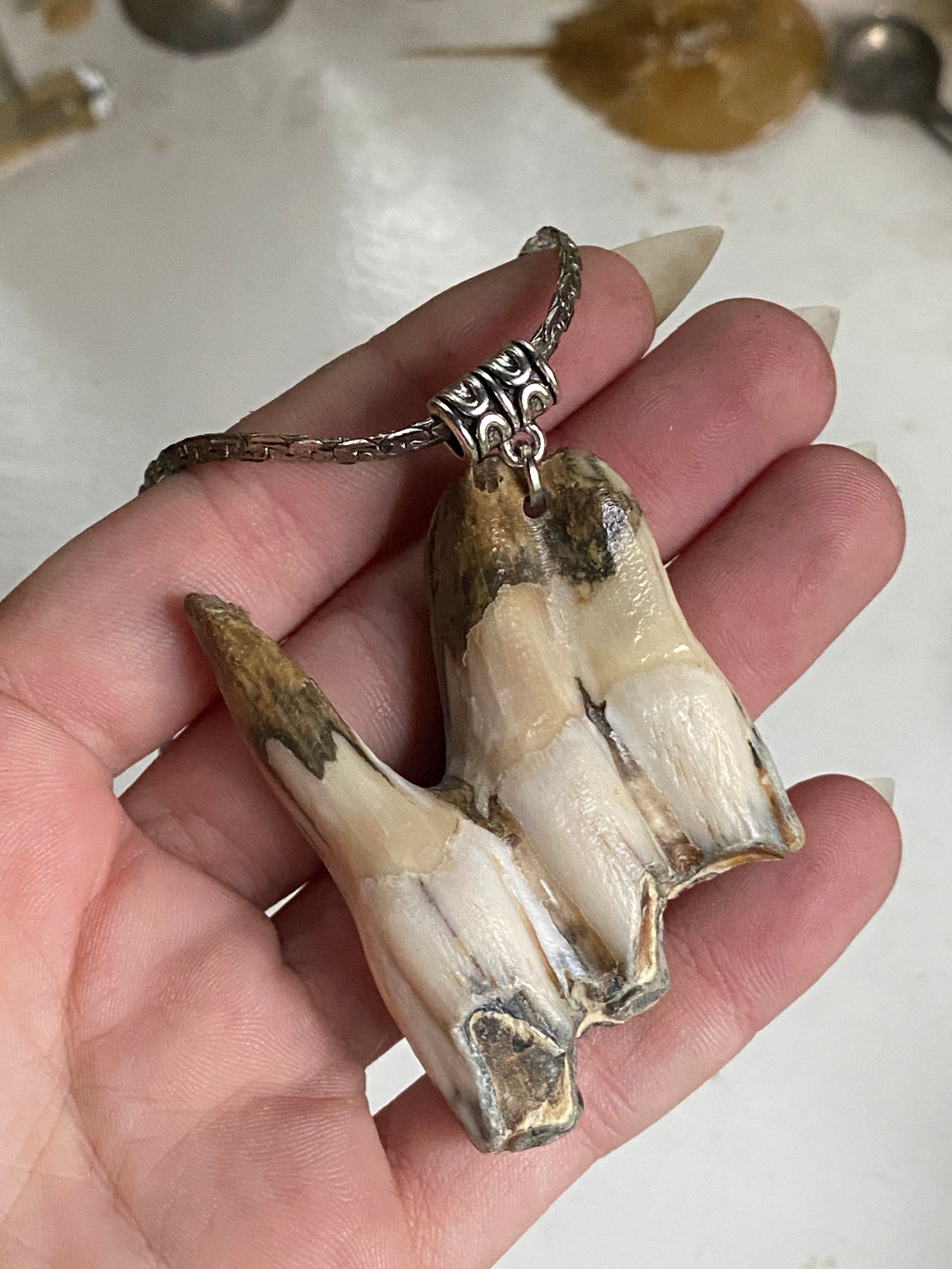 Very Large Tooth from Thames on a Chain image 2