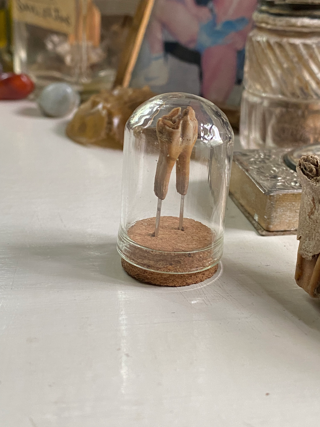 Small Mudlarked Fossilised Tooth in Glass Dome image 4