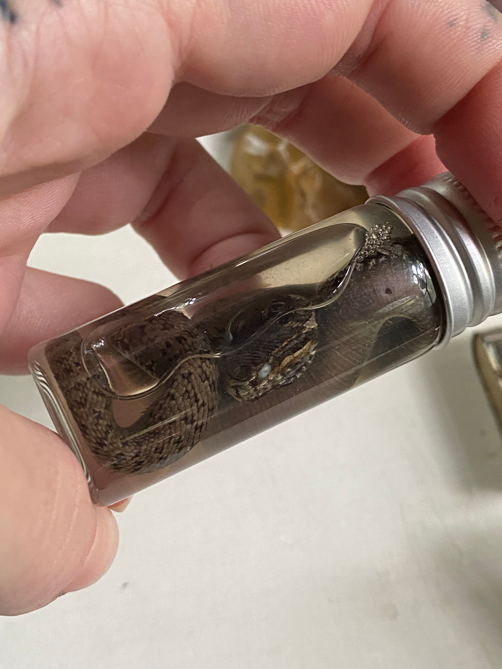 Wet Specimen Adder Snake in Small Jar image 3