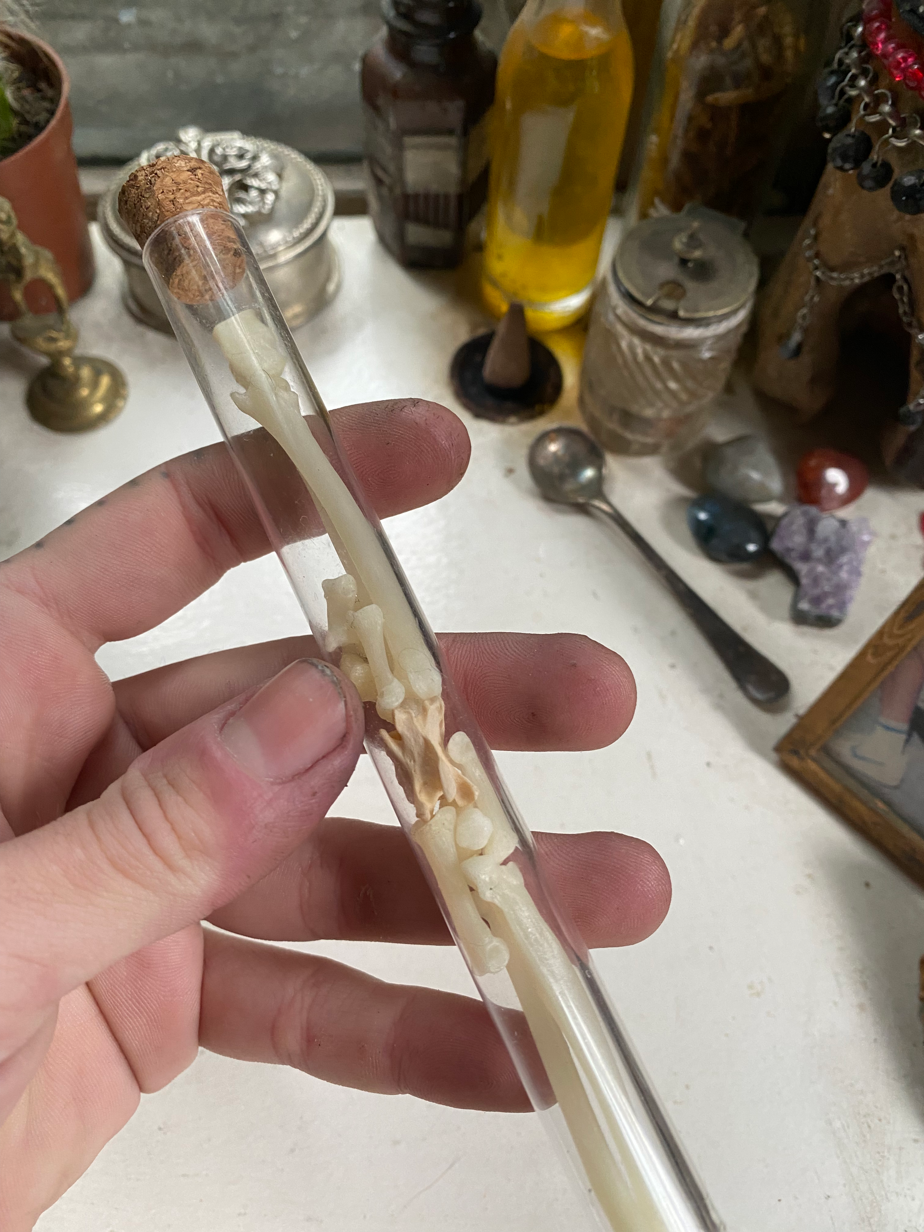 Fox Bones in Glass Vial image 1