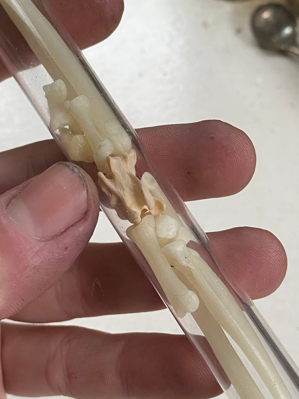 Fox Bones in Glass Vial image 4
